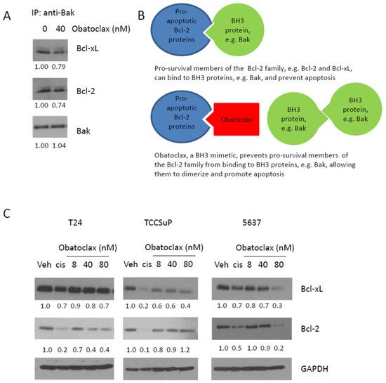 Obatoclax, a BH3 Mimetic, Enhances Cisplatin-Induced