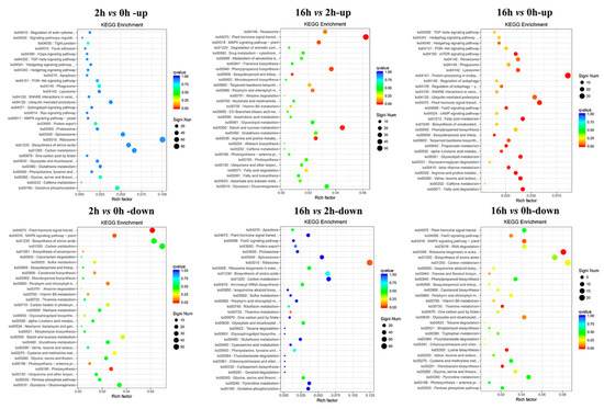 たかはし Biosynthesis and Signal Transduction of ABA, JA, and BRs in