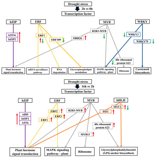 Biosynthesis and Signal Transduction of ABA, JA, and BRs in