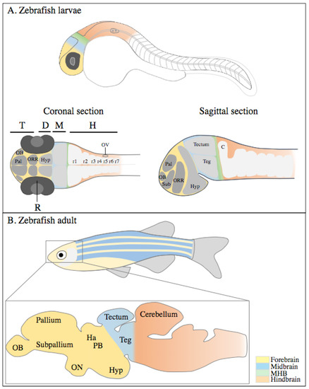 Zebrafish Development Chart