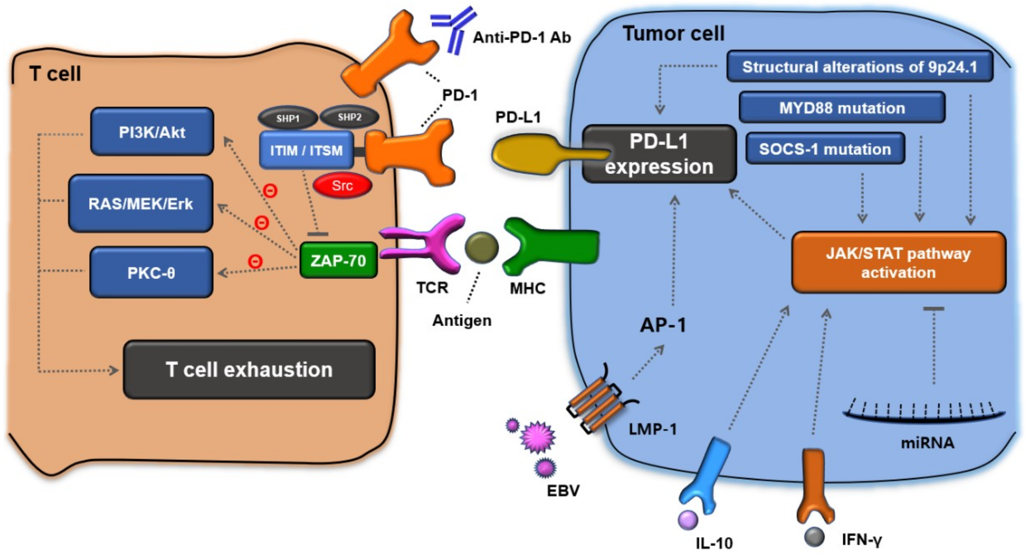 Understanding Immune Evasion and Therapeutic Targeting Associated with PD-1/PD-L1 Pathway in Diffuse Large B-cell Lymphoma