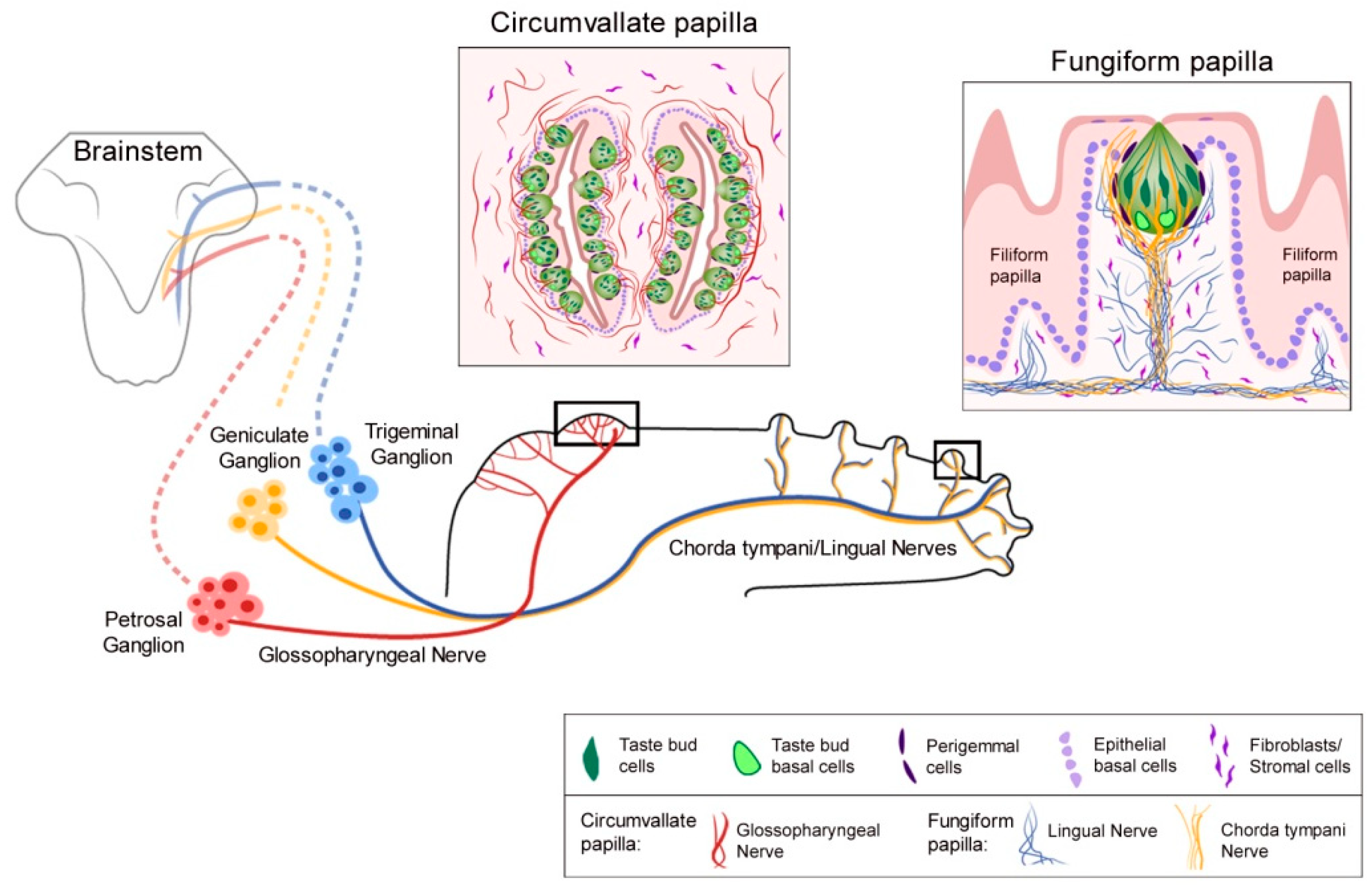 Ijms 20 01341 g001 Ijms 20 01341 g001
