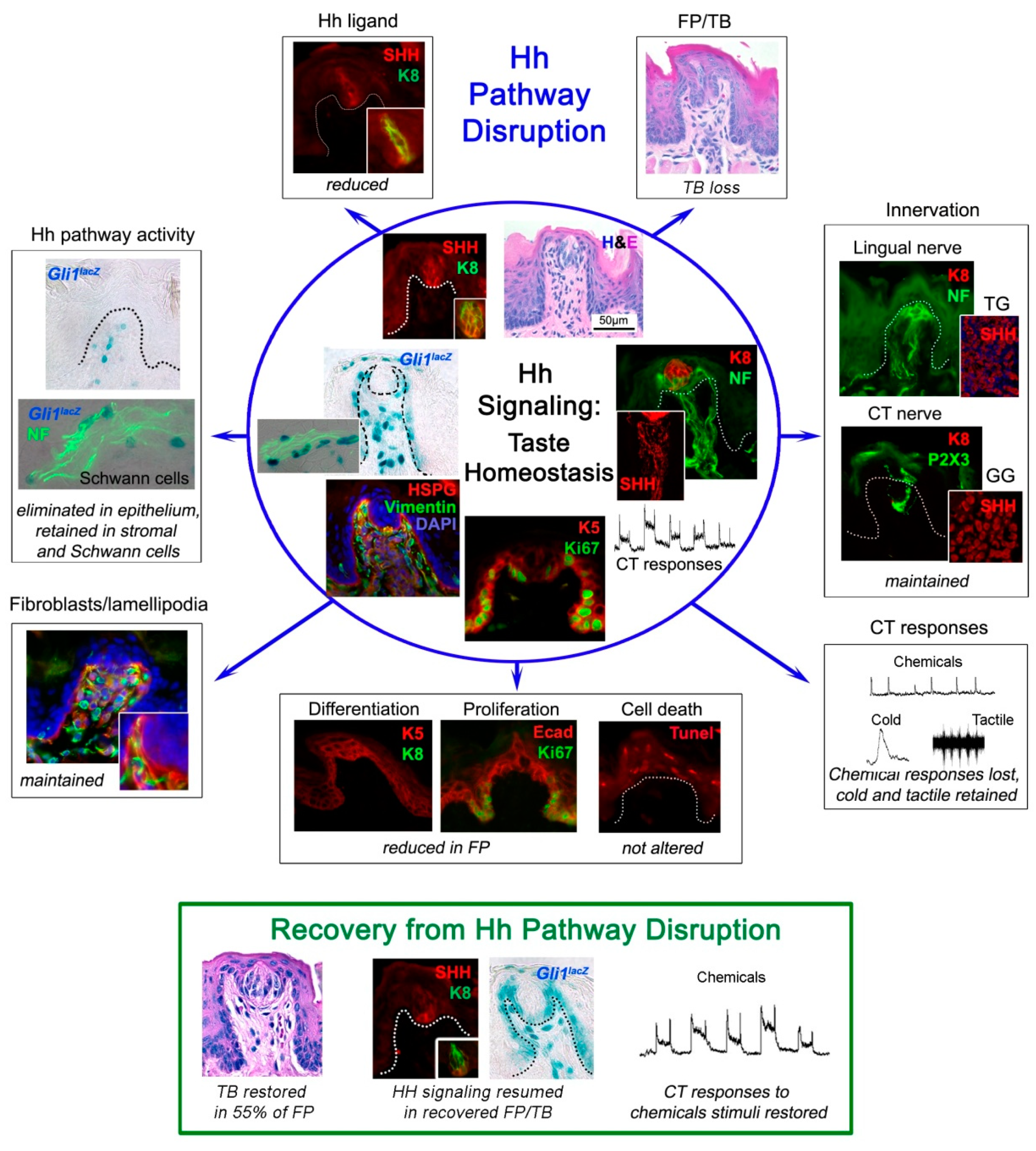 Ijms 20 01341 g002 Ijms 20 01341 g002