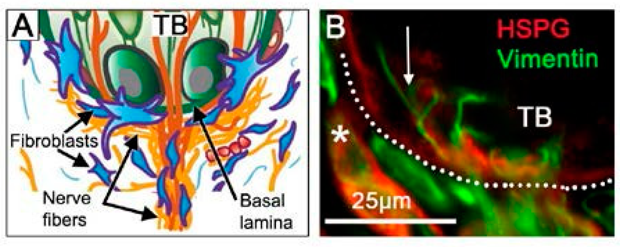 Ijms 20 01341 g005 Ijms 20 01341 g005