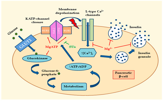 Effects of Magnesium Deficiency on Mechanisms of Insulin 