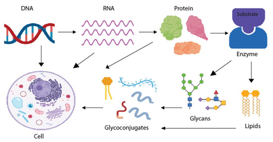 Glycans as Biomarkers in Prostate Cancer