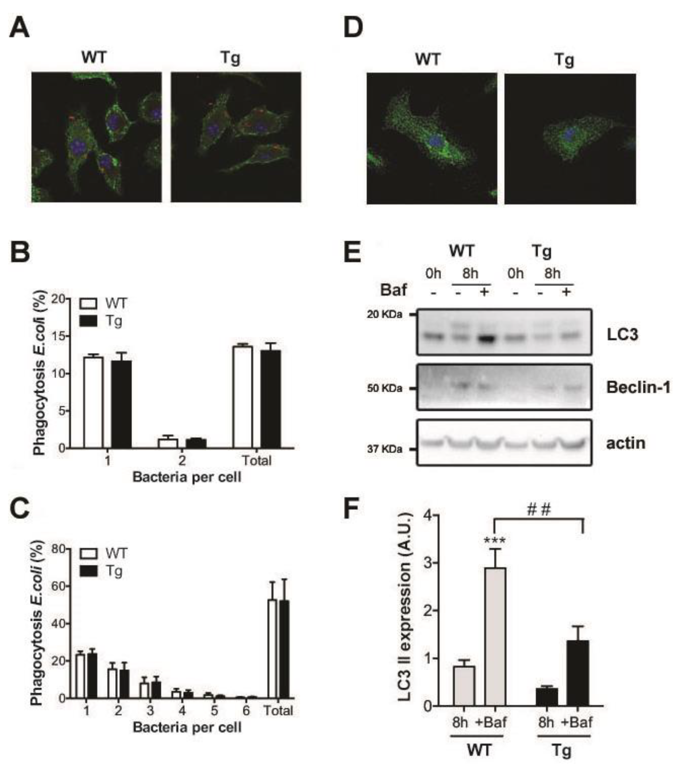 Ijms 20 01391 g004