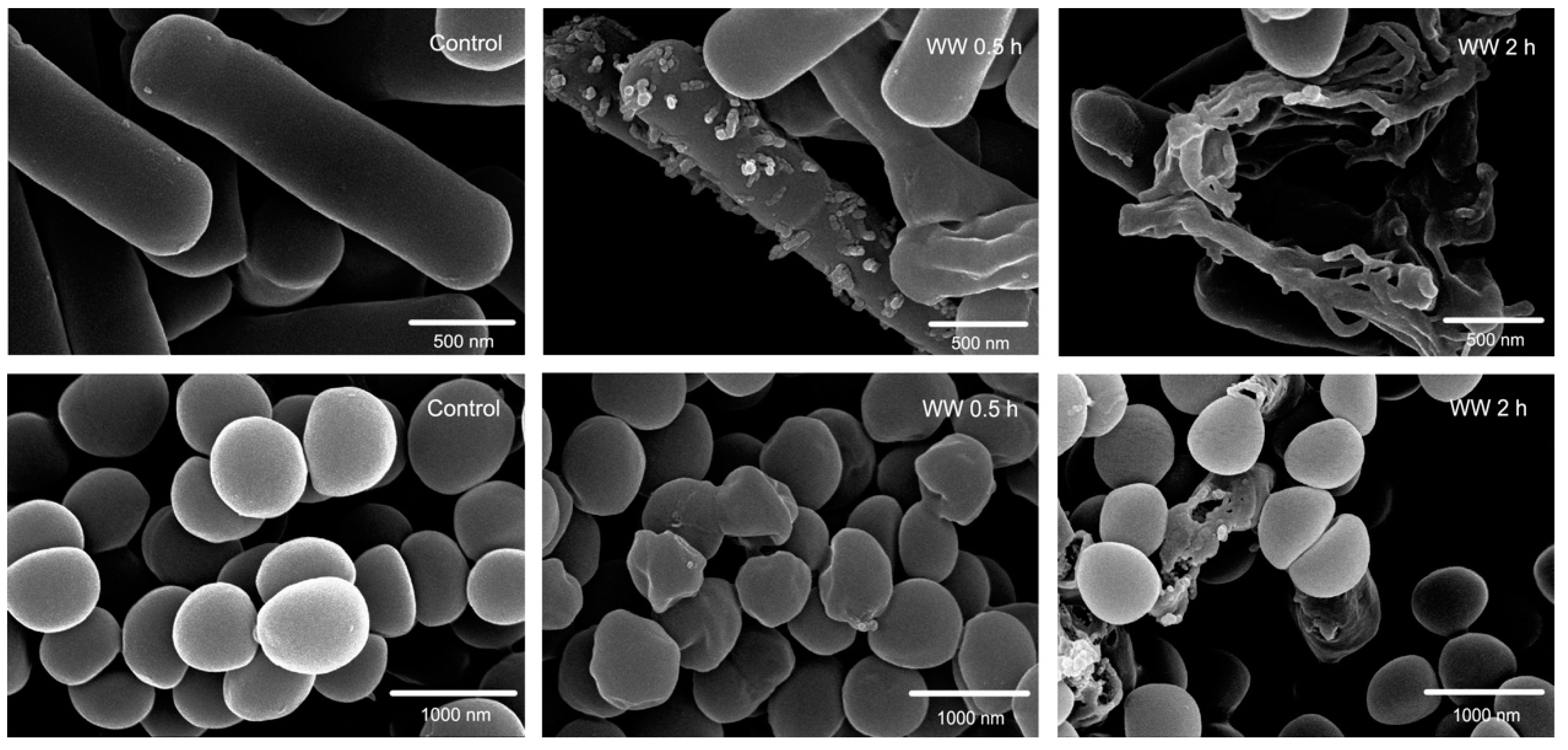 Ijms 20 01417 g004 550