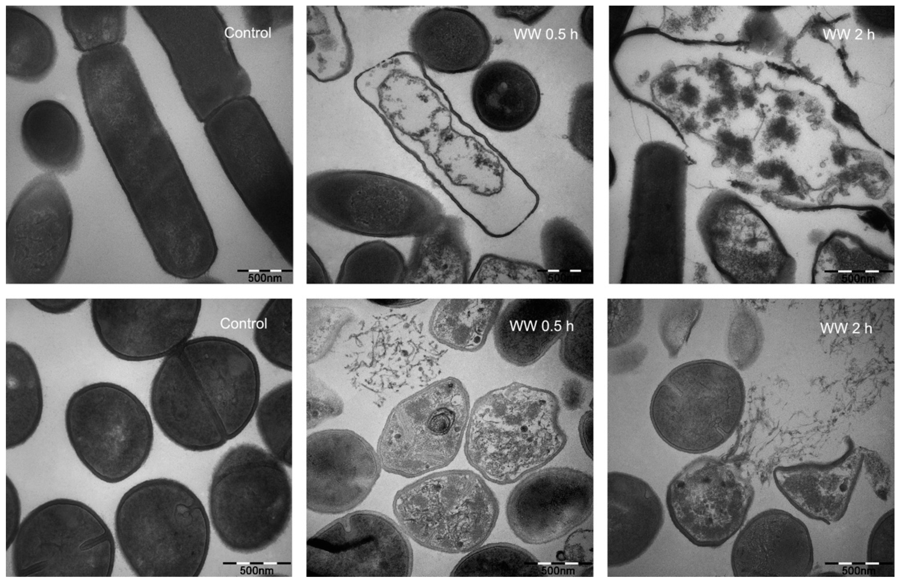 Ijms 20 01417 g005 550