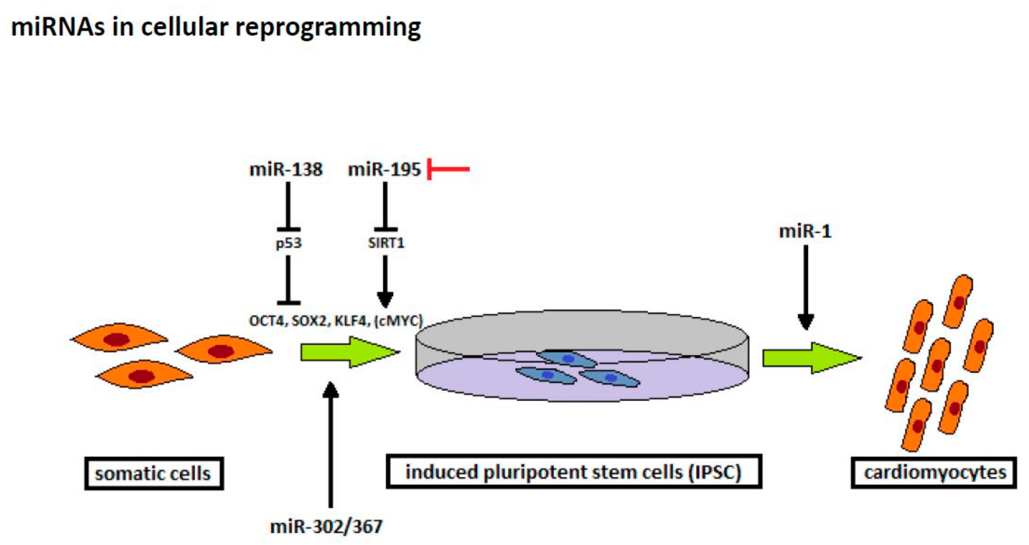 Ijms 20 01420 g003 Ijms 20 01420 g003