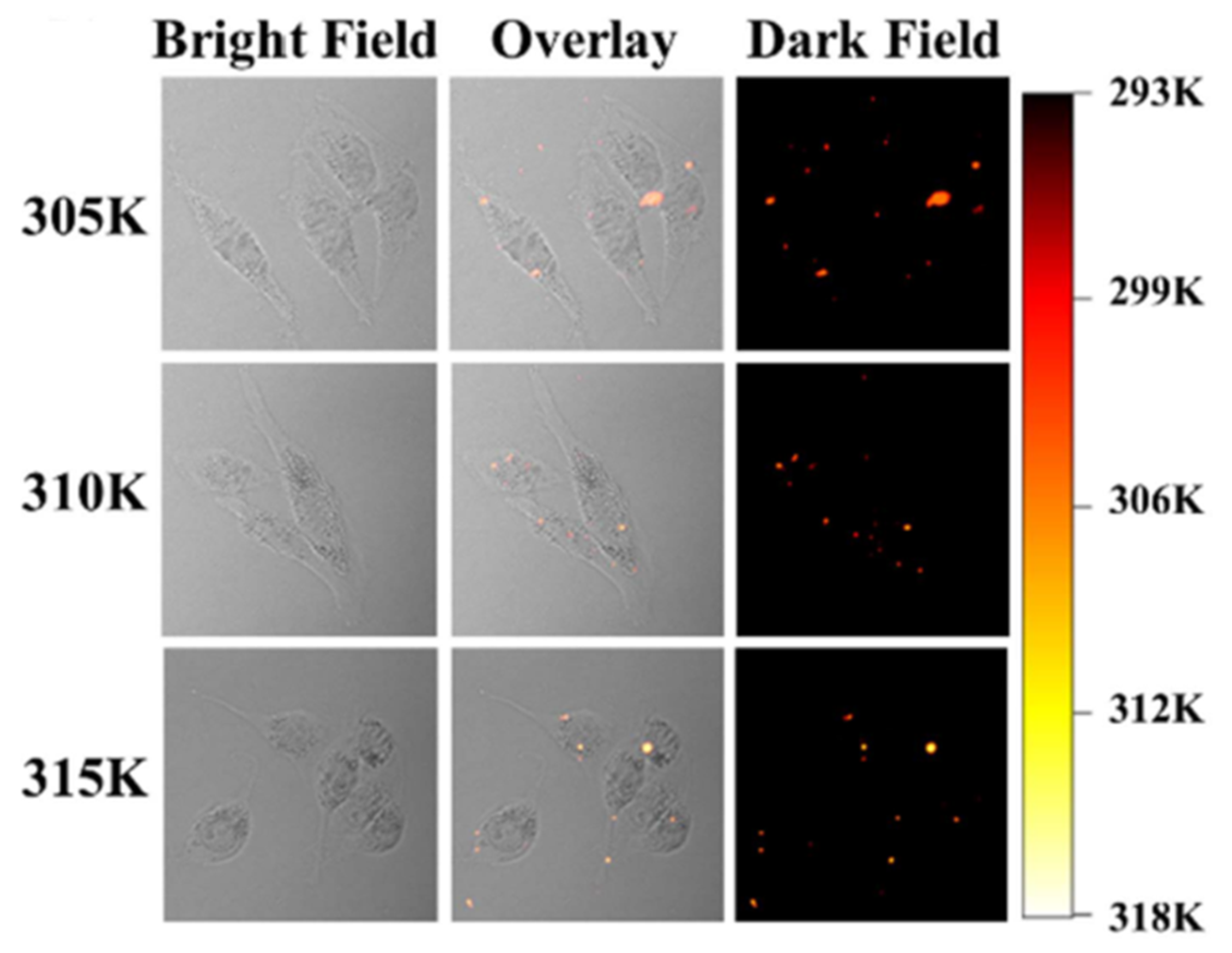 Ijms 20 01424 g005 Ijms 20 01424 g005