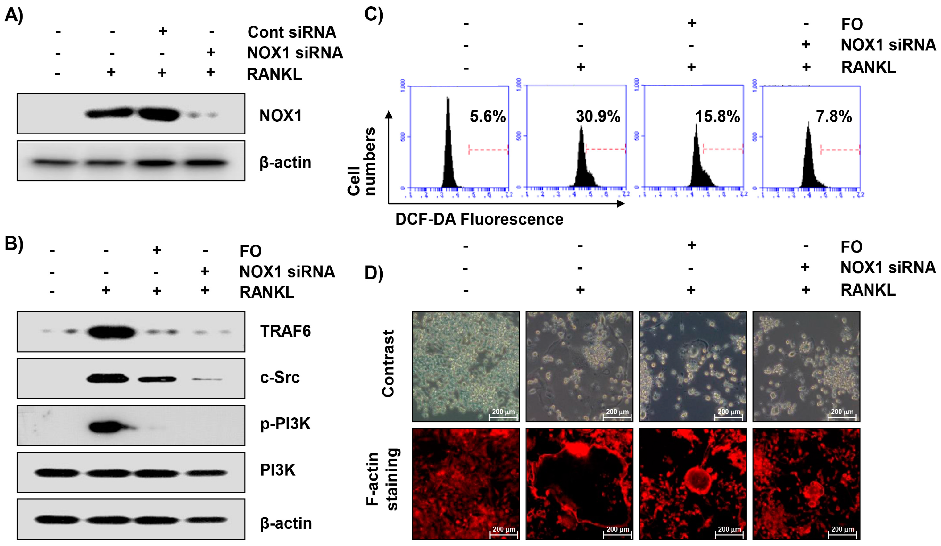 Ijms 20 01439 g007 Ijms 20 01439 g007