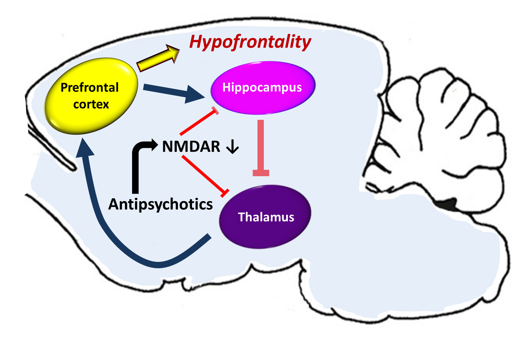 Ijms Free Full Text Nmda Receptor Model Of Antipsychotic Drug Induced Hypofrontality