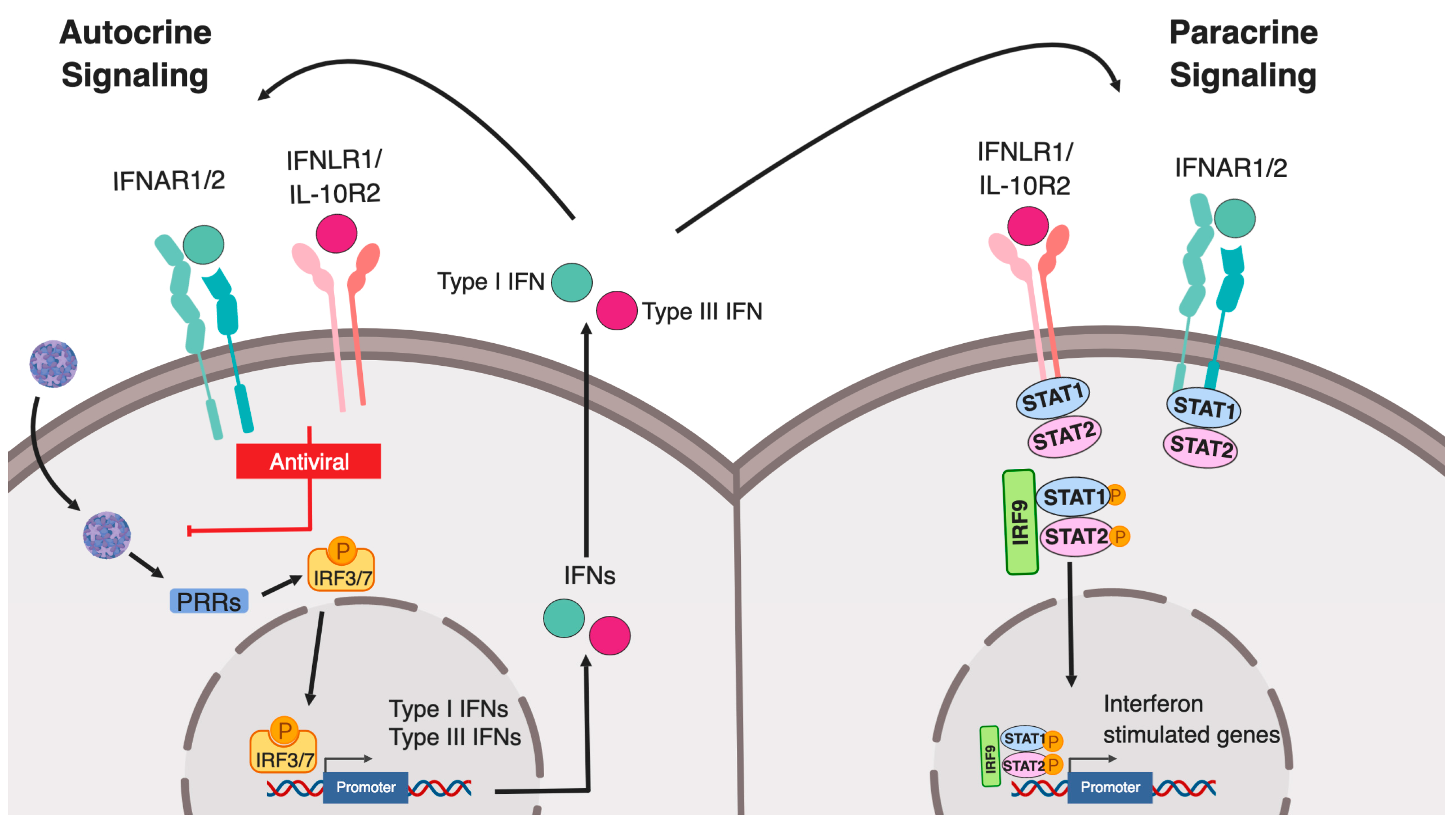 Ijms Free Full Text Differential Regulation Of Type I And Type Iii Interferon Signaling Html