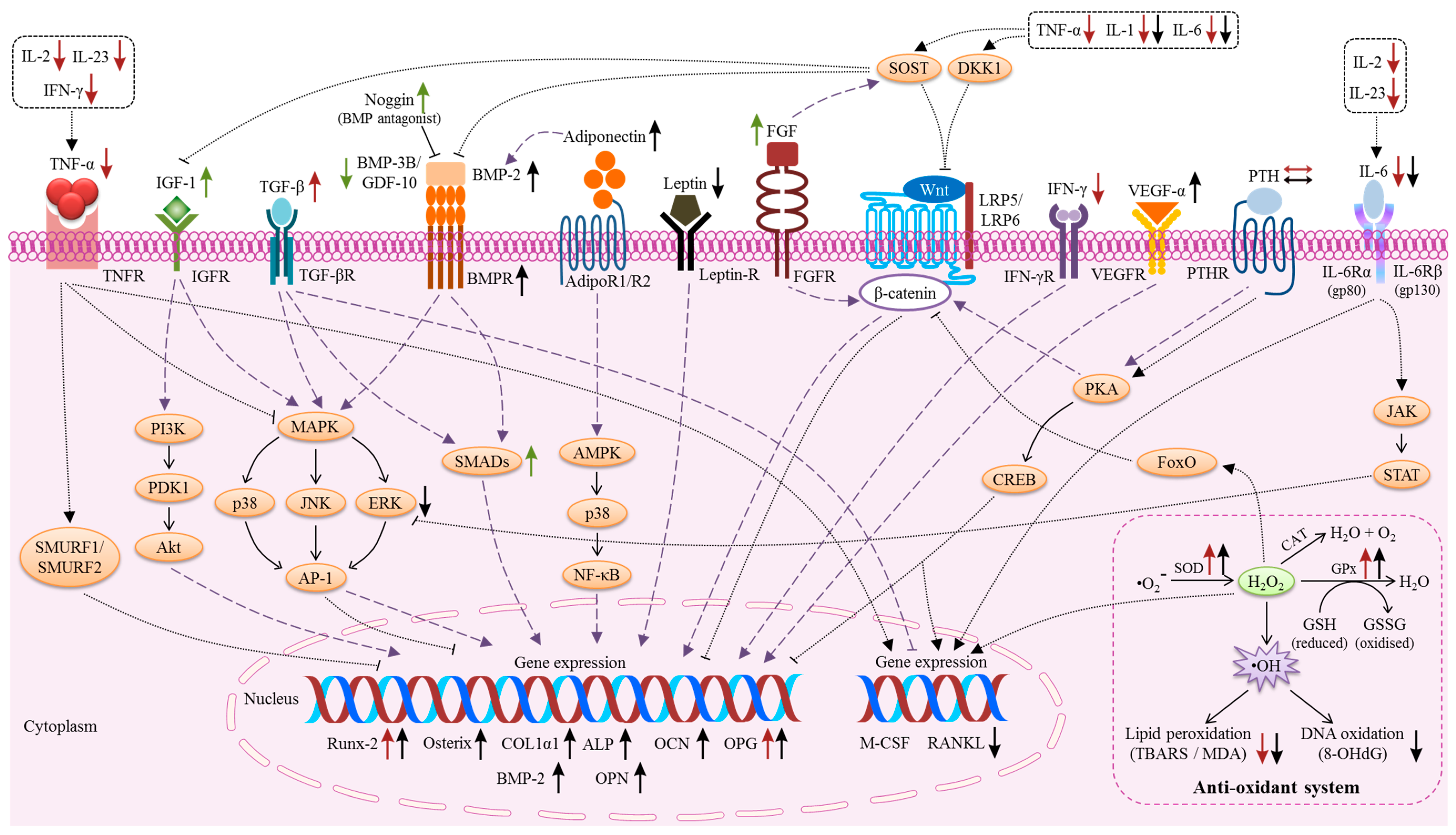 IJMS | Free Full-Text | The Molecular Mechanism of Vitamin E as a 