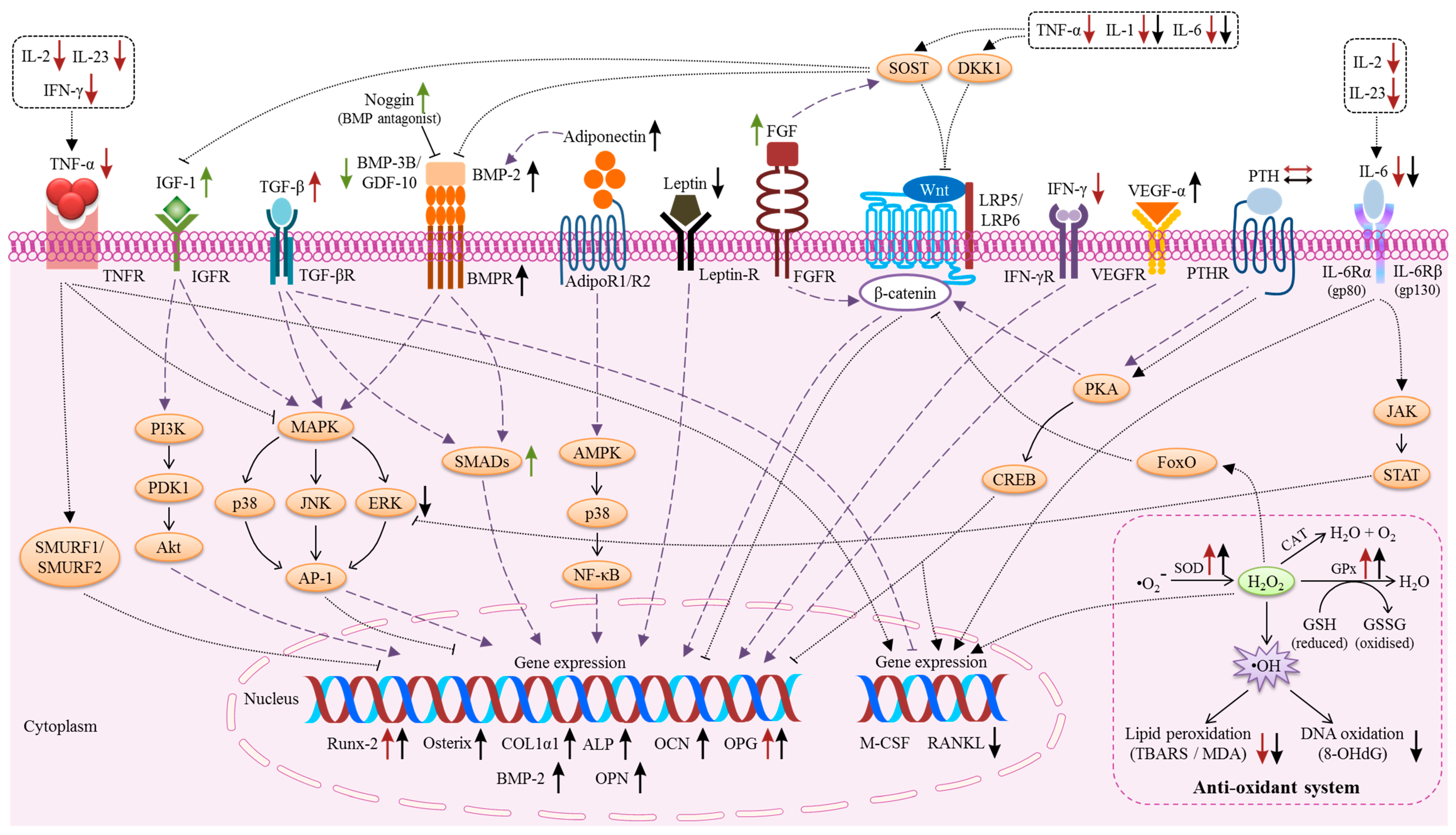 Ijms Free Full Text The Molecular Mechanism Of Vitamin E As A Bone Protecting Agent A Review On Current Evidence Html Ijms Free Full Text The Molecular Mechanism Of Vitamin E As A Bone Protecting Agent A Review On Current Evidence Html