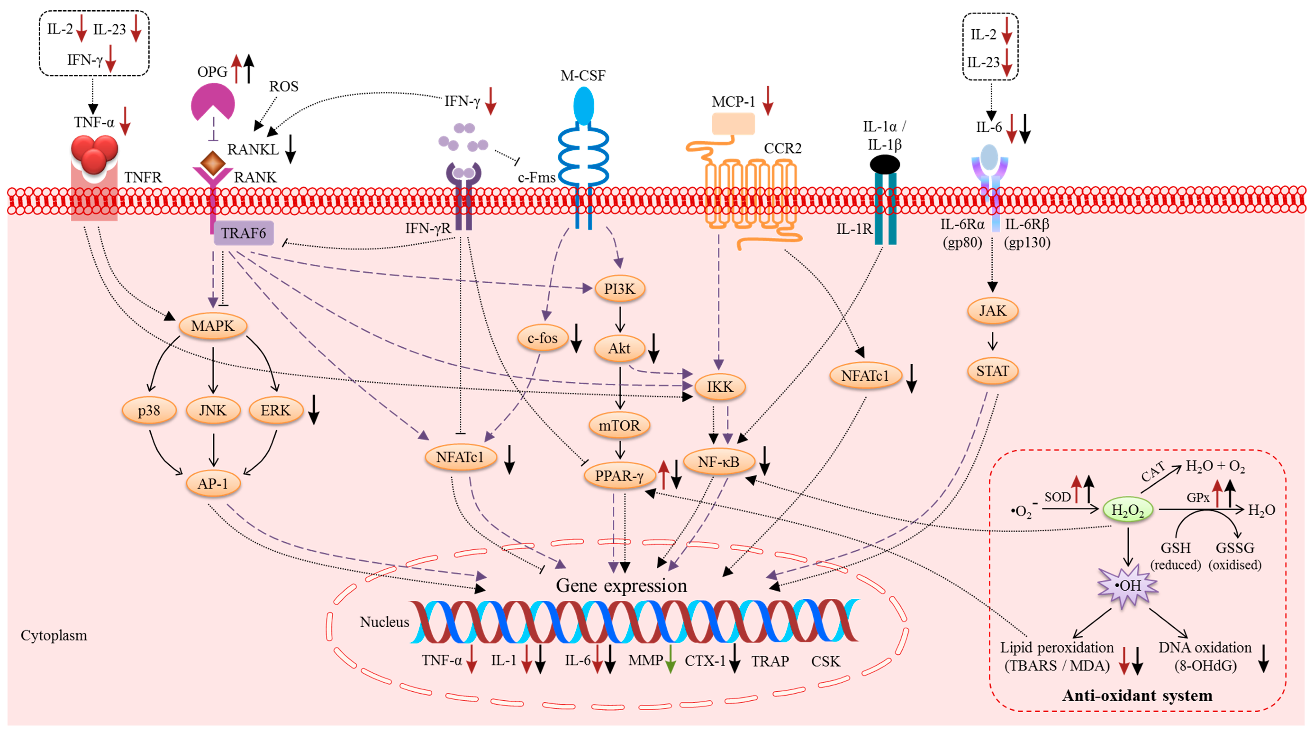IJMS | Free Full-Text | The Molecular Mechanism of Vitamin E as a 