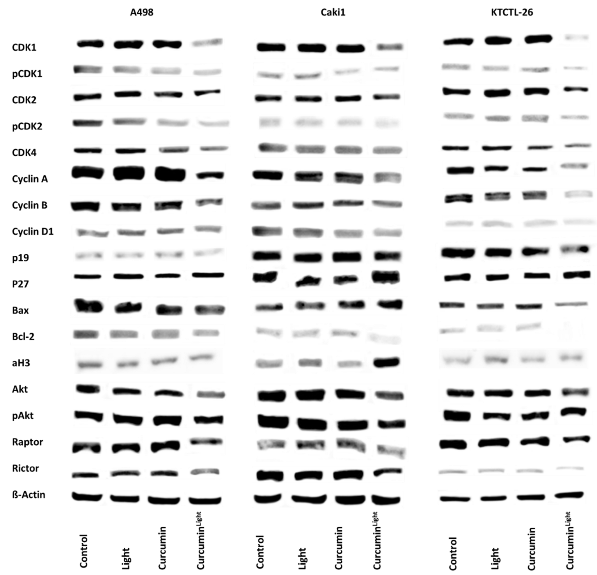 Ijms 20 01464 g006 550