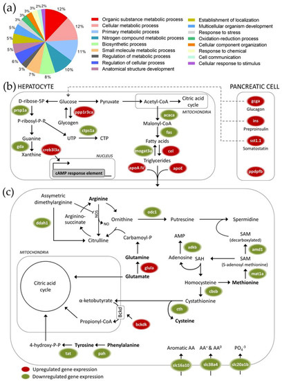 Zebrafish Development Chart