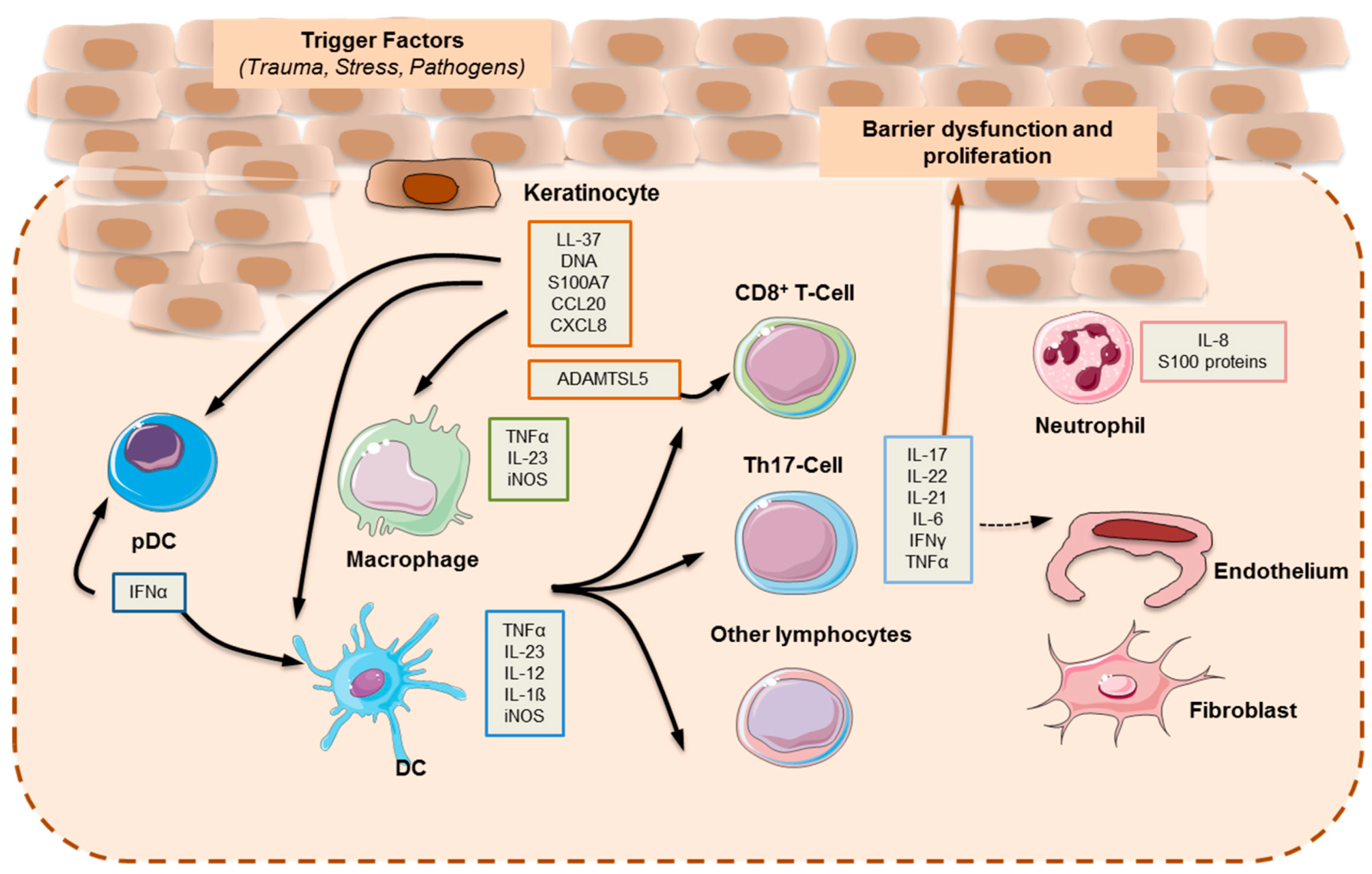 psoriasis pathophysiology)