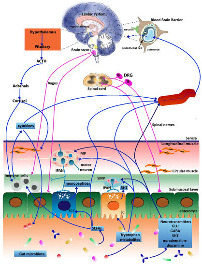 Ijms Free Full Text Glutamatergic Signaling Along The Microbiota Gut Brain Axis Html