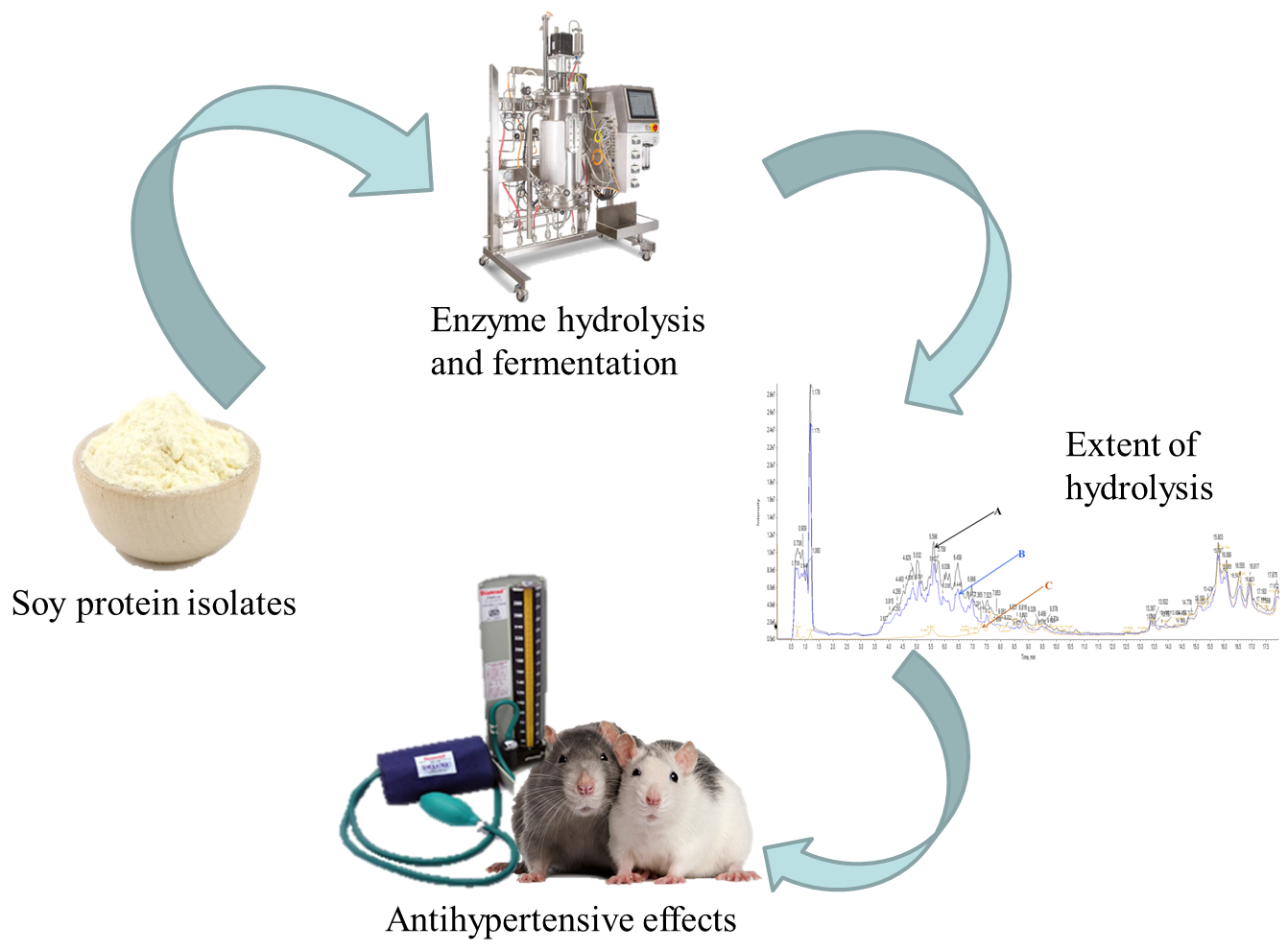IJMS Free FullText Development of a Soy Protein Hydrolysate with