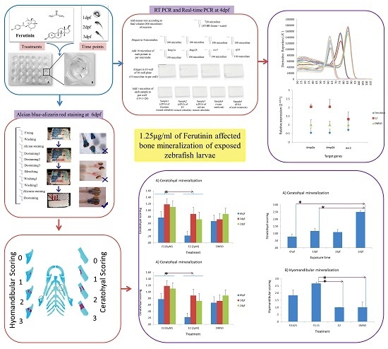 Zebrafish Development Chart