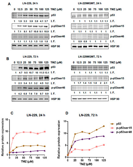 IJMS Free Full Text Are There Thresholds In Glioblastoma