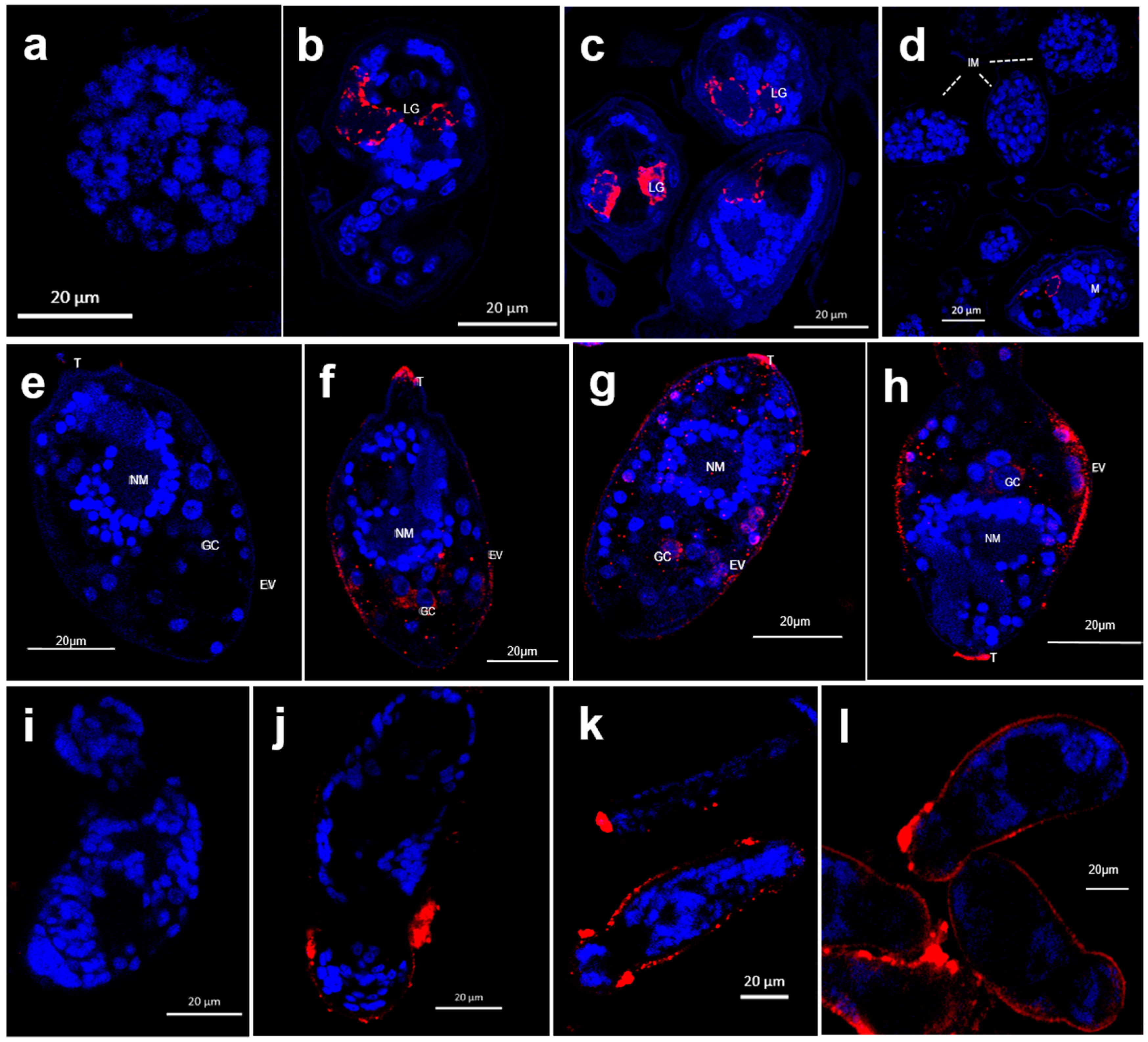 Ijms 20 01565 g002 Ijms 20 01565 g002