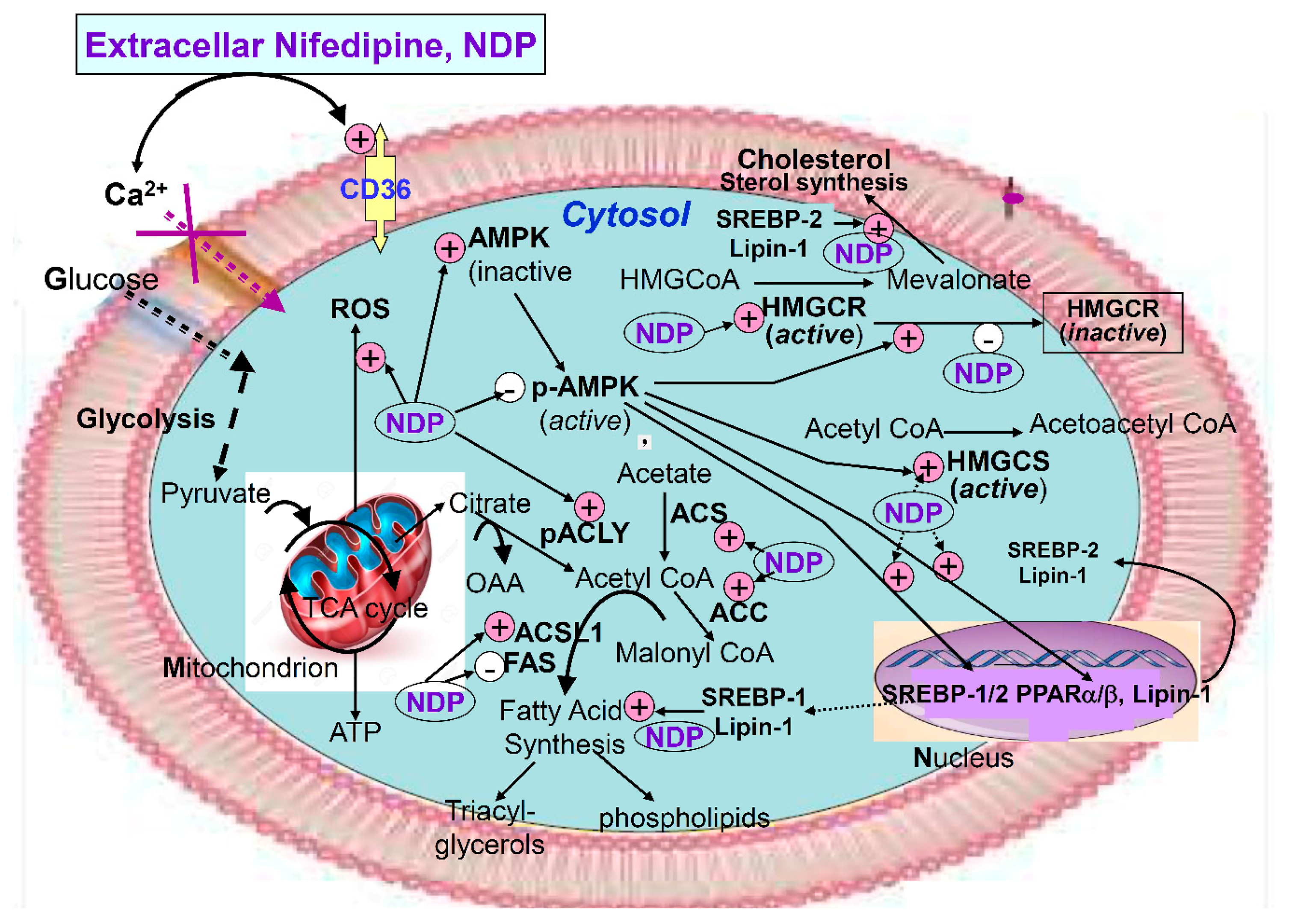 Ijms 20 01570 g007 Ijms 20 01570 g007