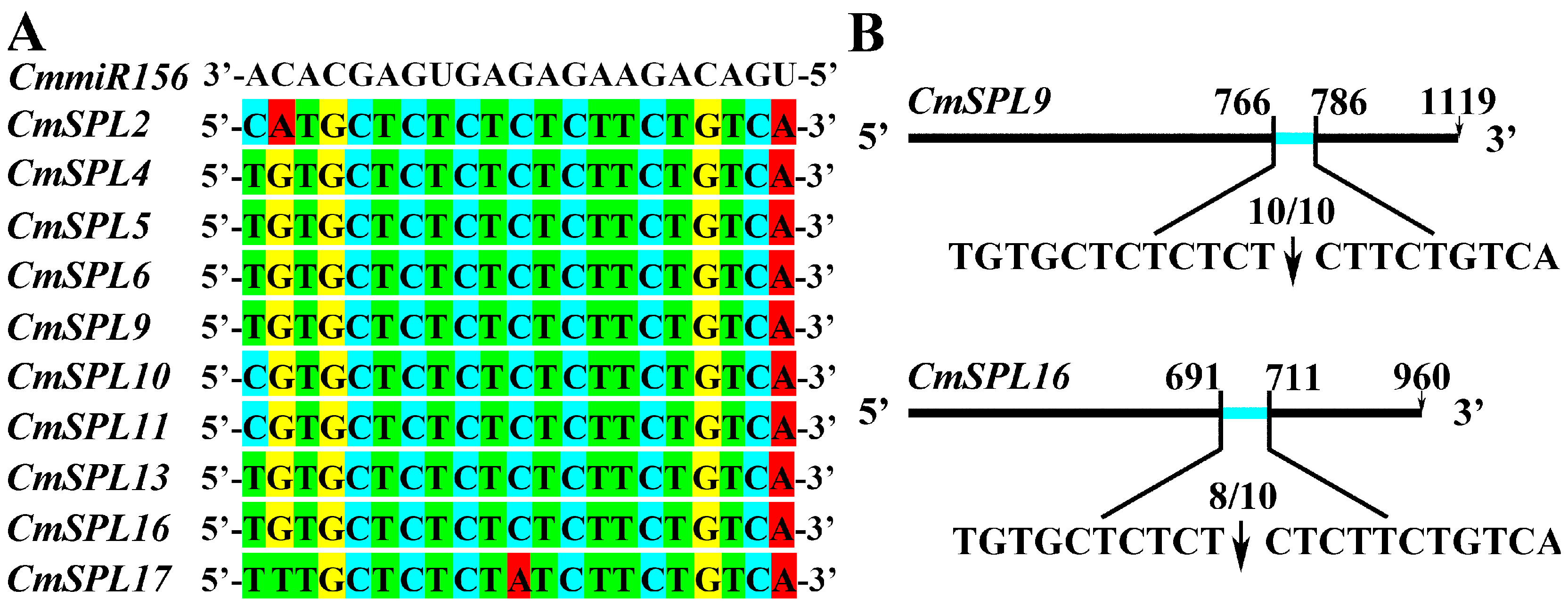 IJMS | Free Full-Text | Roles of the GA-mediated SPL Gene Family and ...