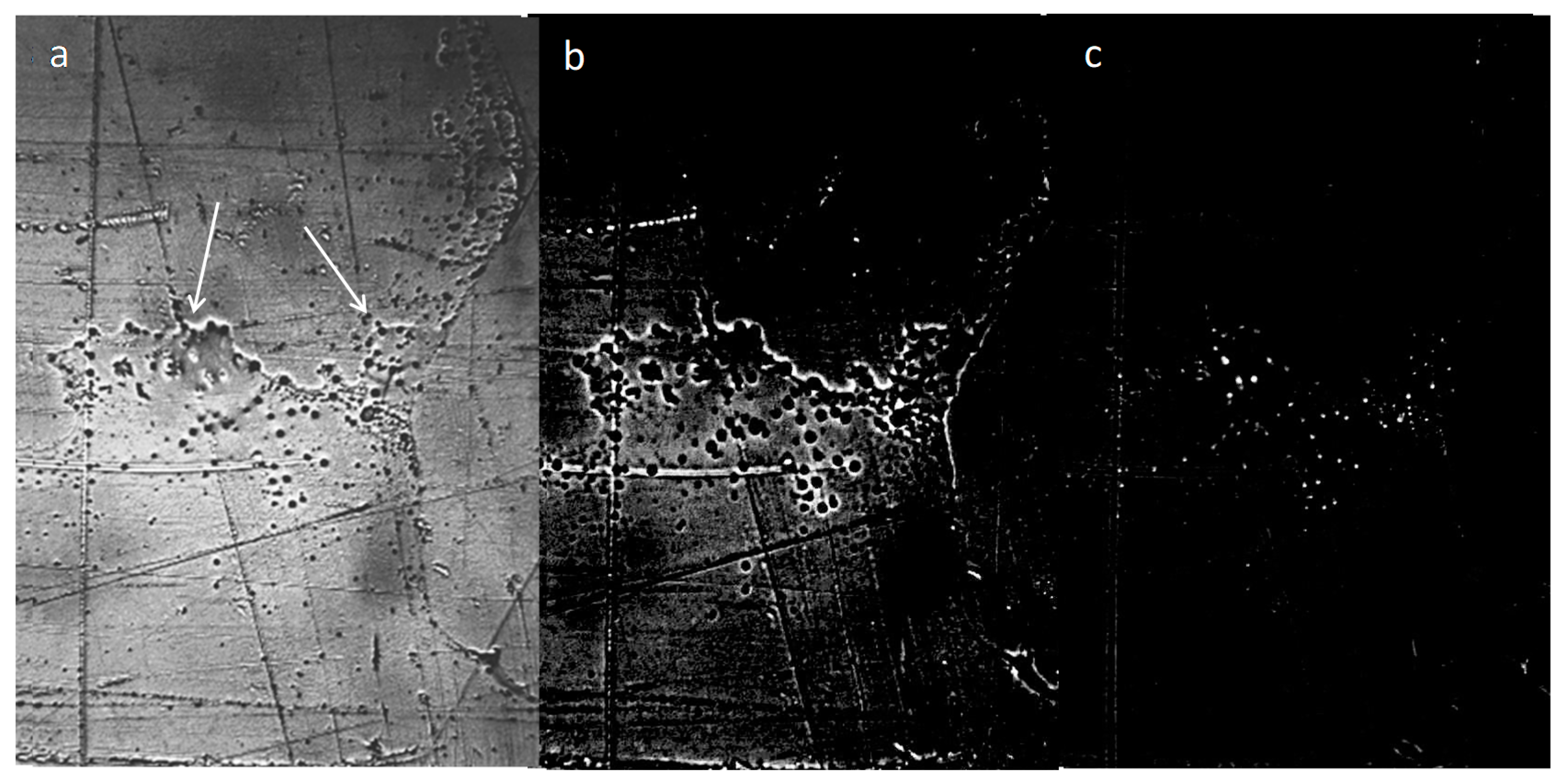 Ijms 20 01582 g001 550