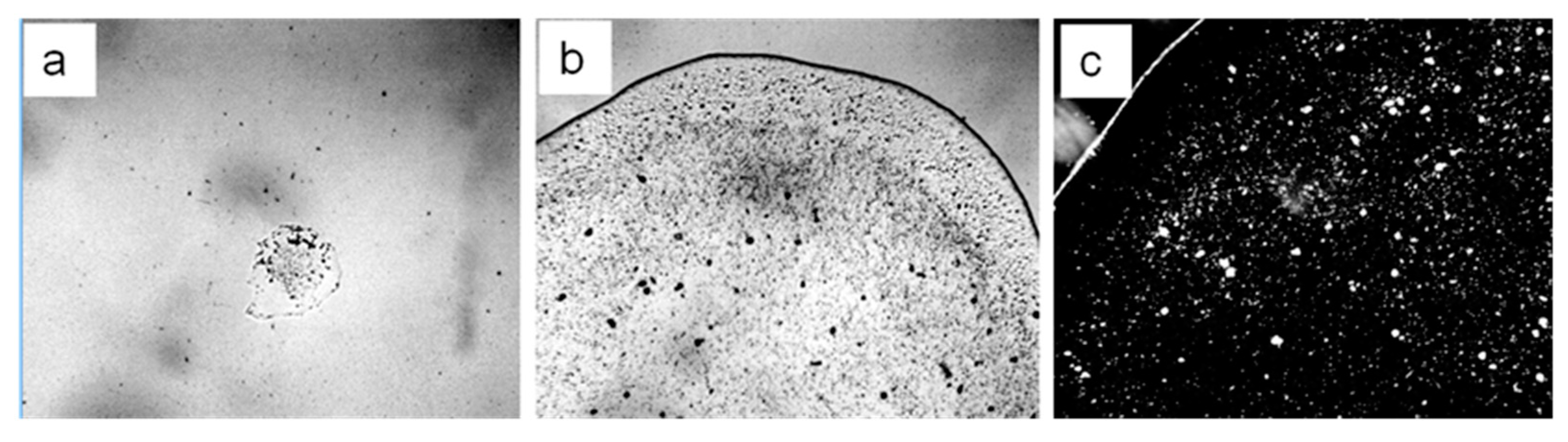 Ijms 20 01582 g003 550