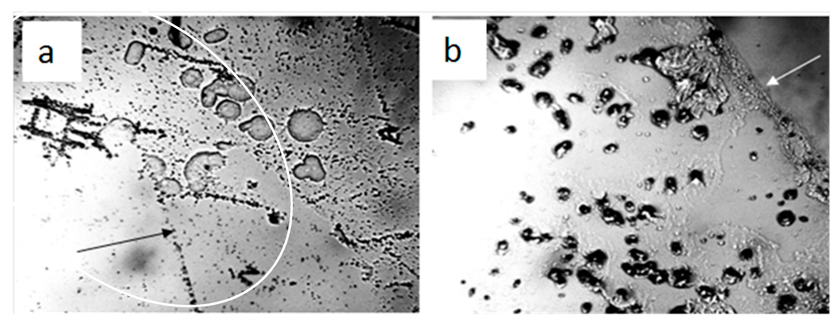 Ijms 20 01582 g010 550