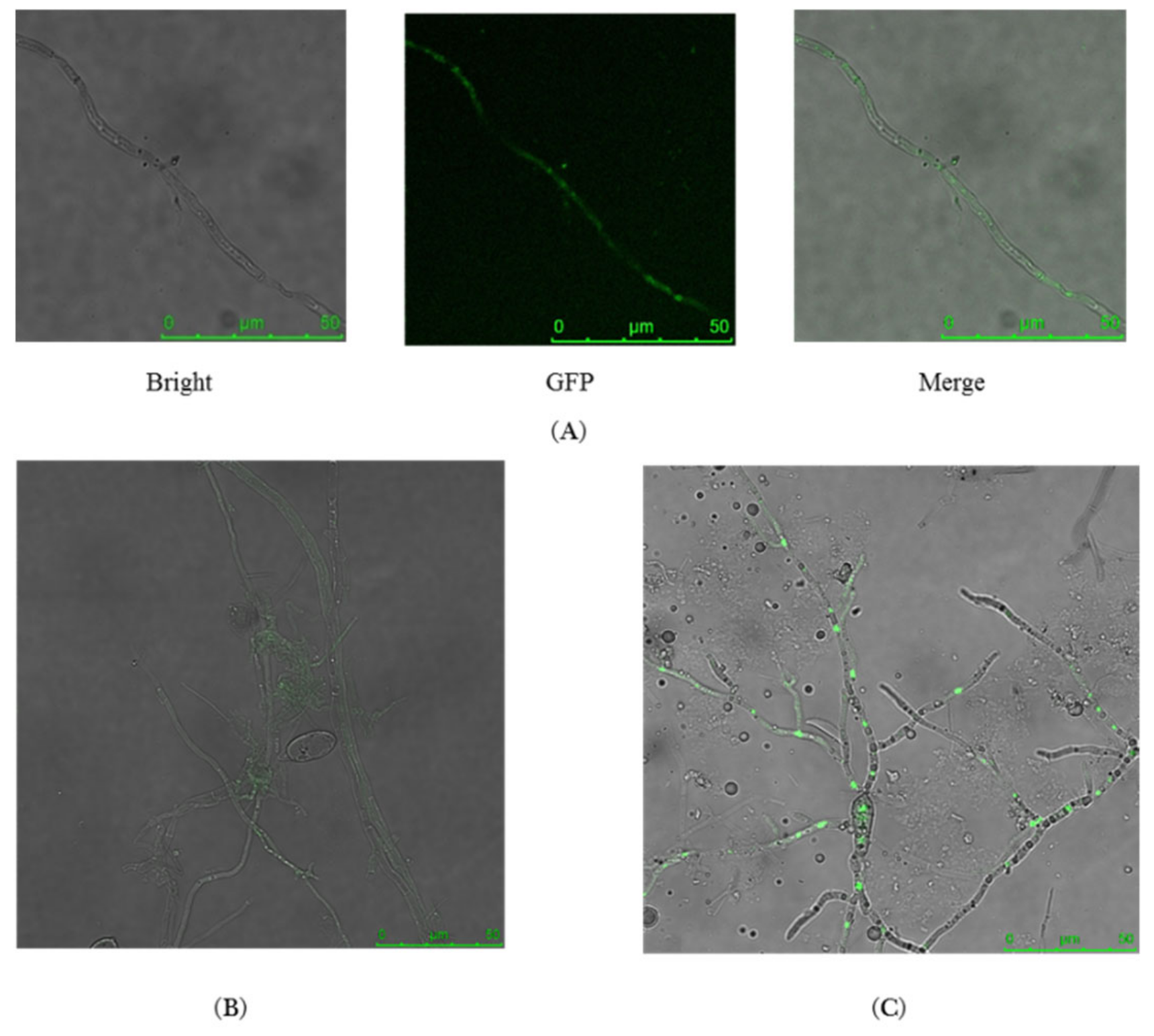 Ijms 20 01590 g003 Ijms 20 01590 g003