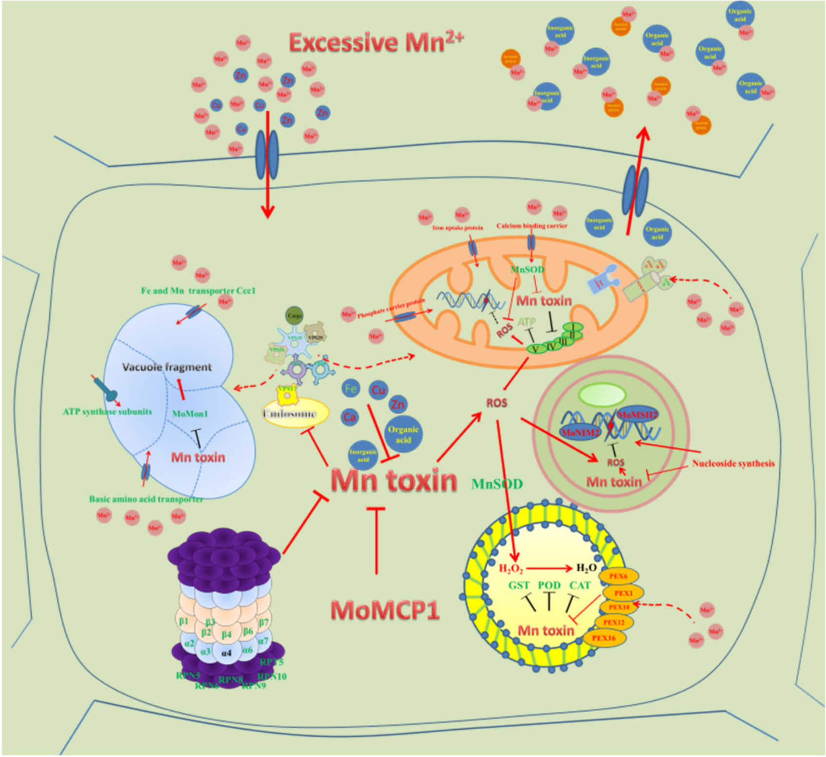 Ijms 20 01590 g009 Ijms 20 01590 g009