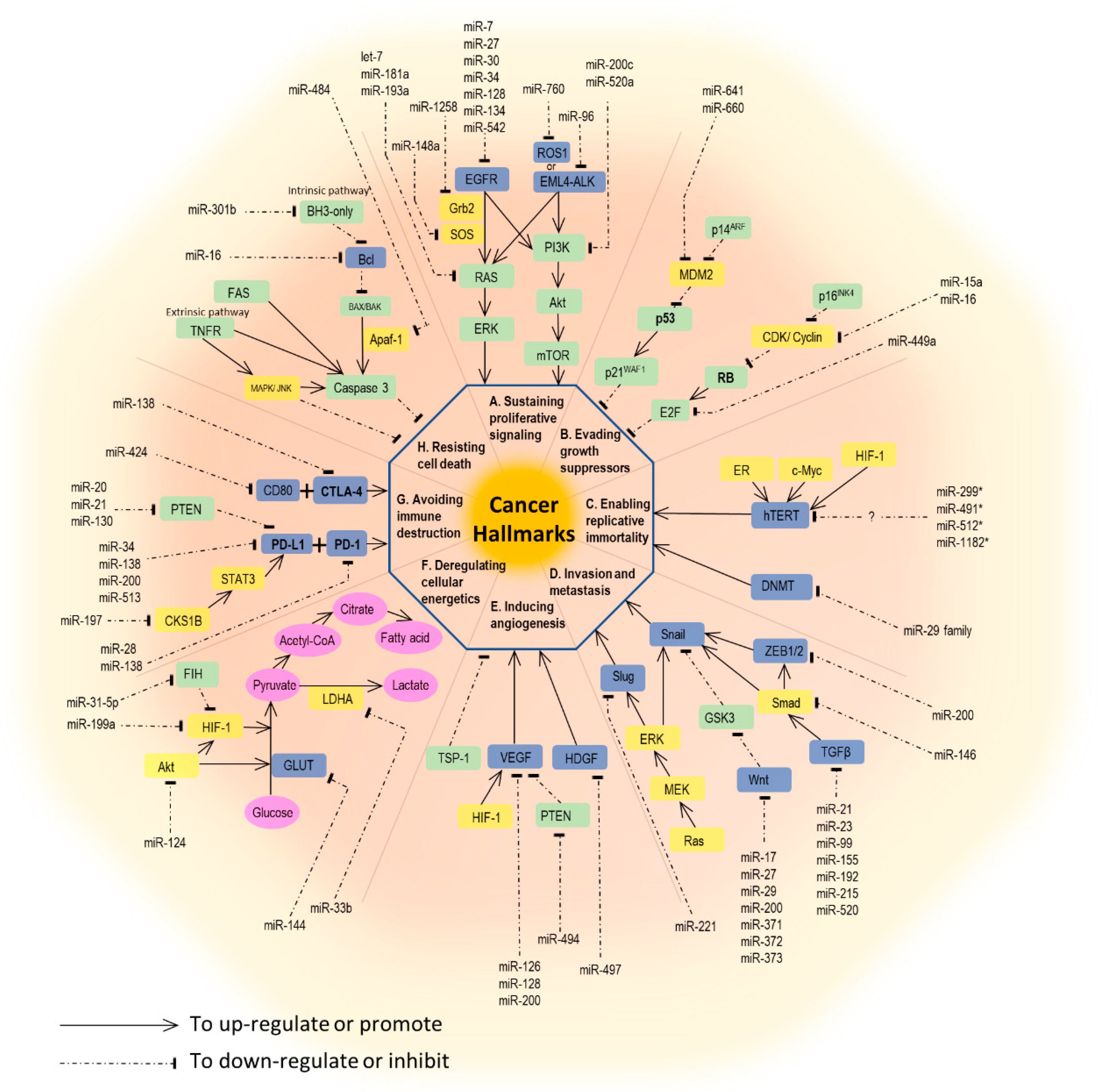 Ijms 20 01611 g001