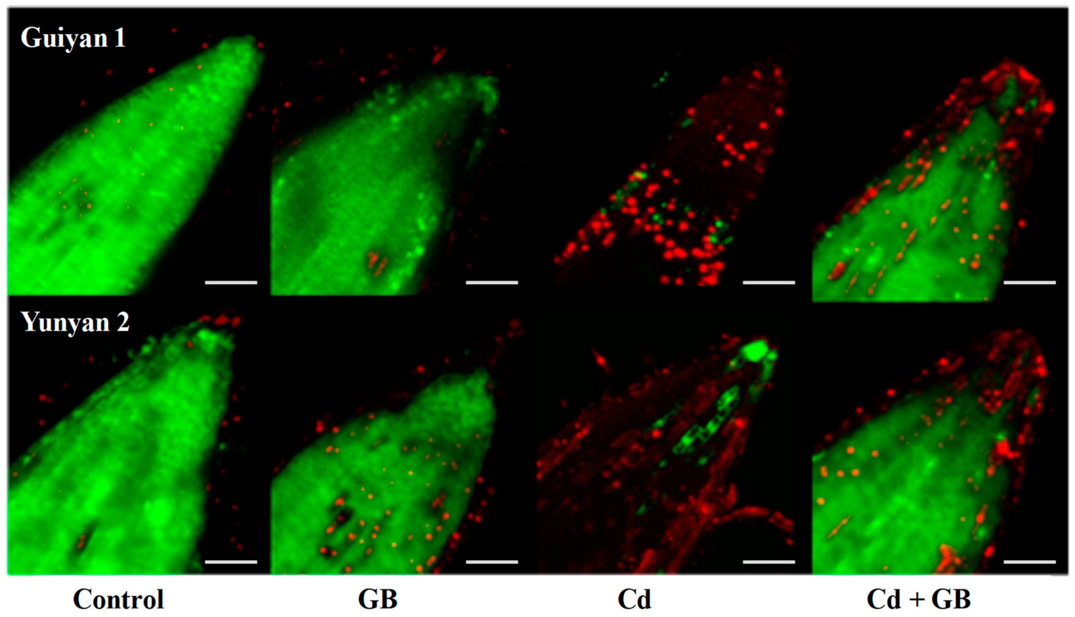 Ijms 20 01612 g002 550