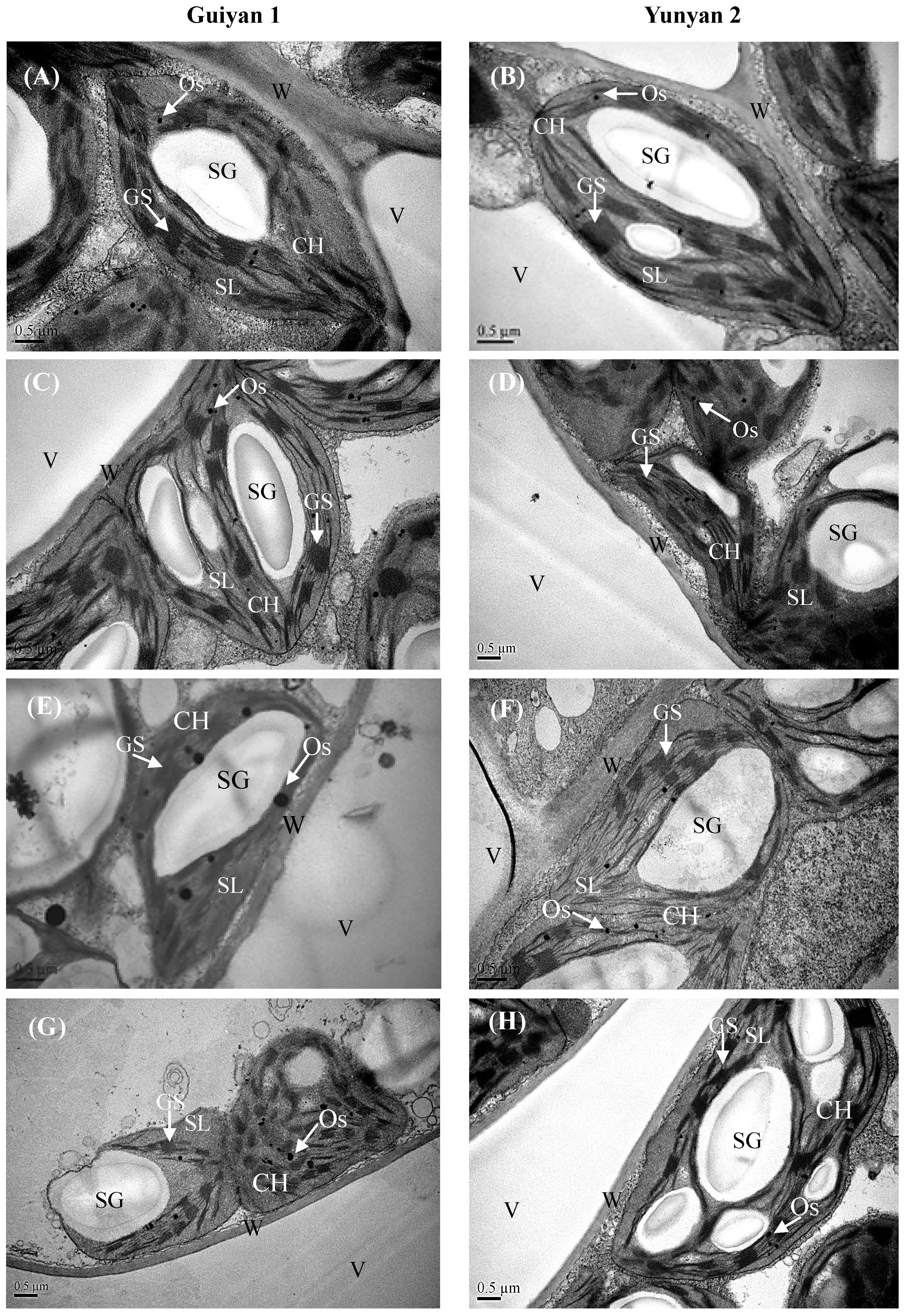 Ijms 20 01612 g005 550