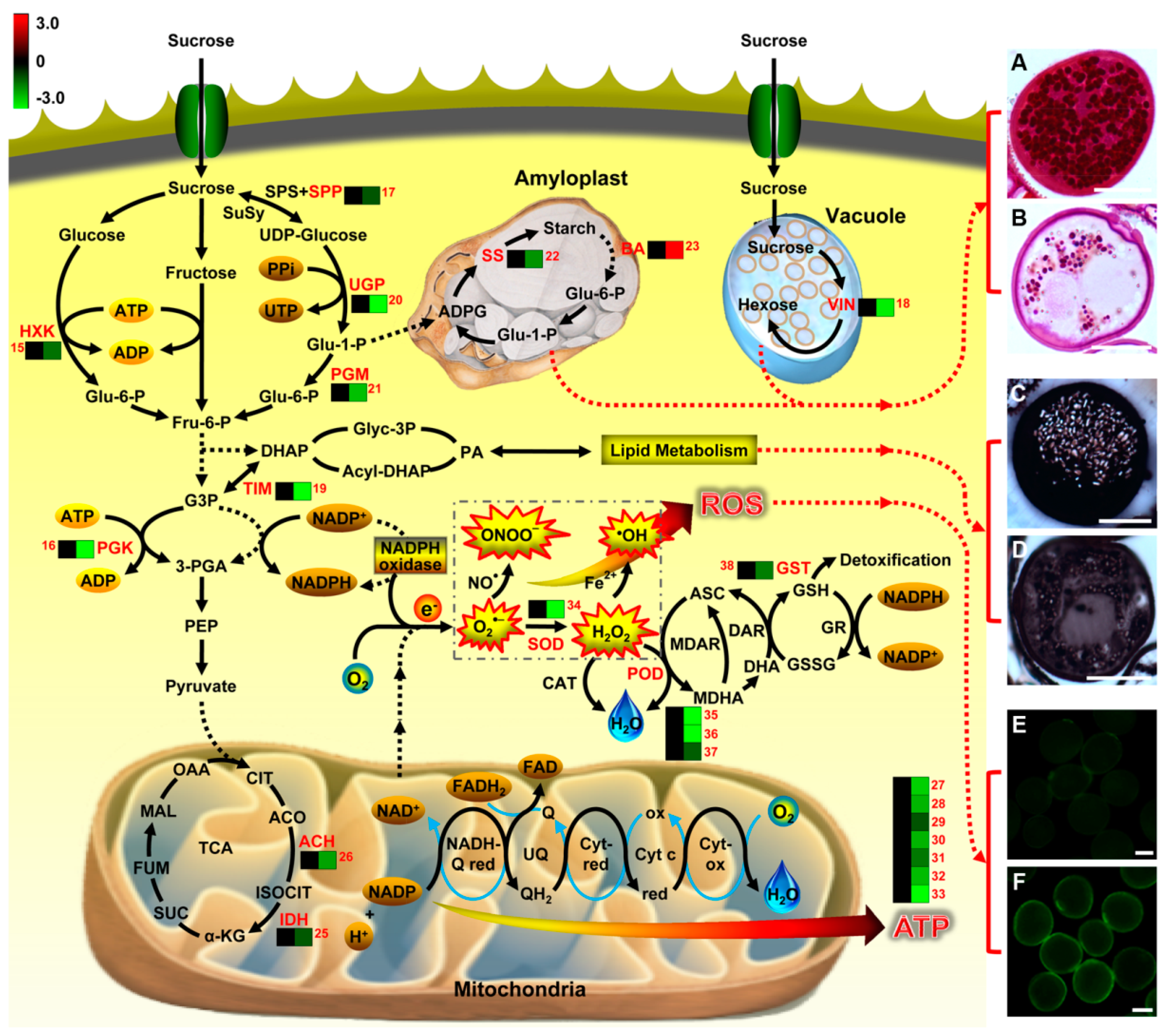 Ijms 20 01615 g006 Ijms 20 01615 g006