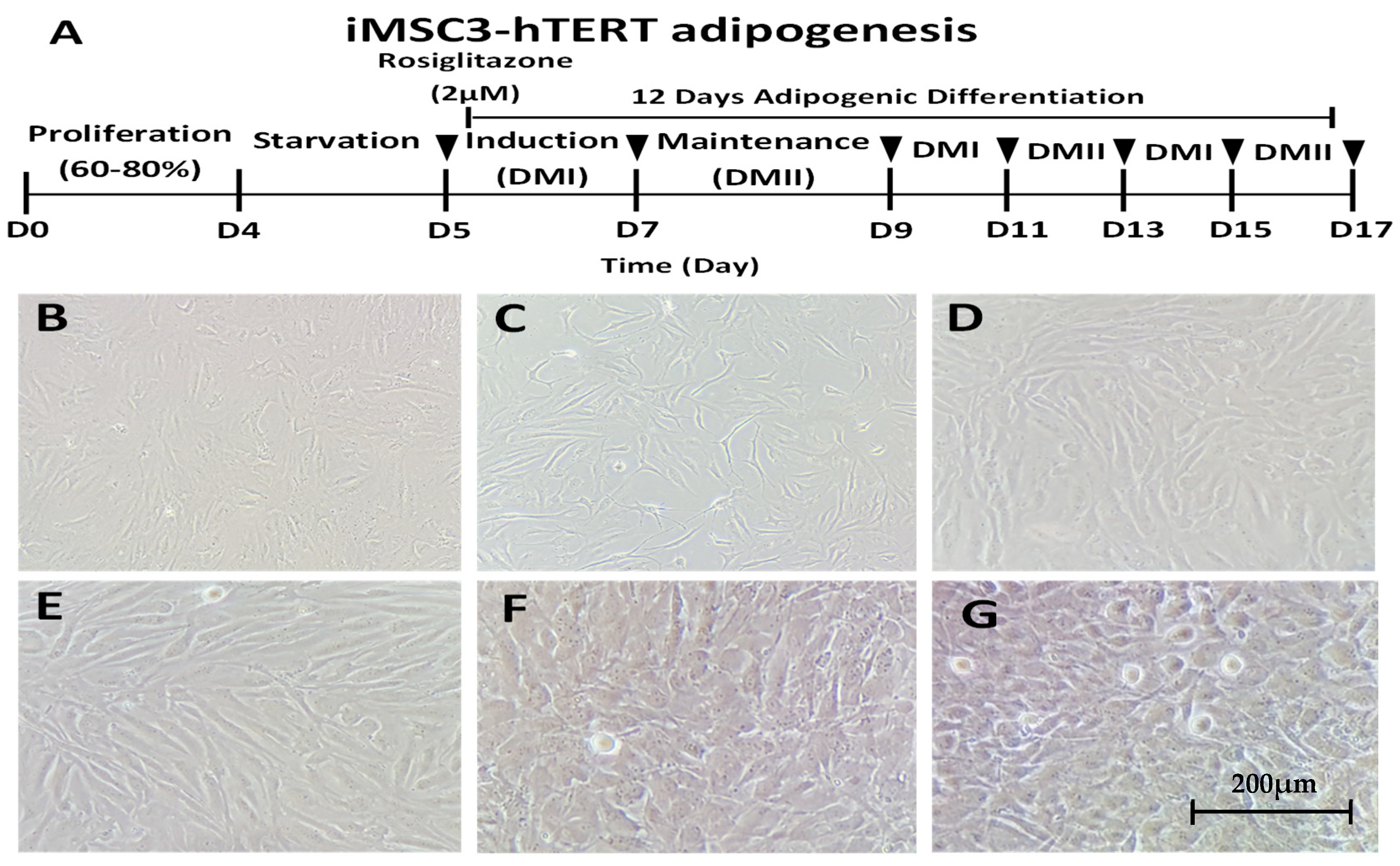 Ijms 20 01618 g001