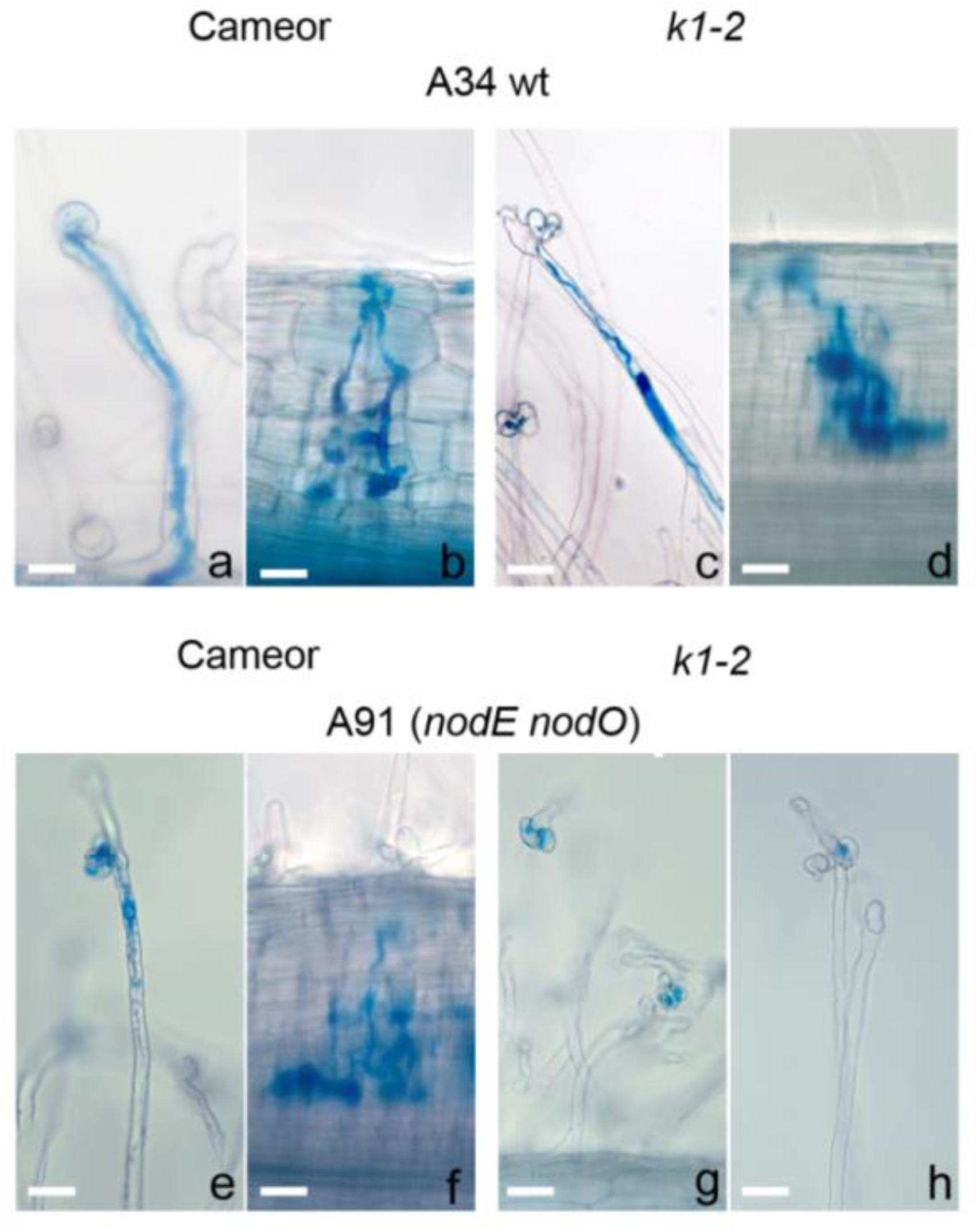 Ijms 20 01624 g001 550