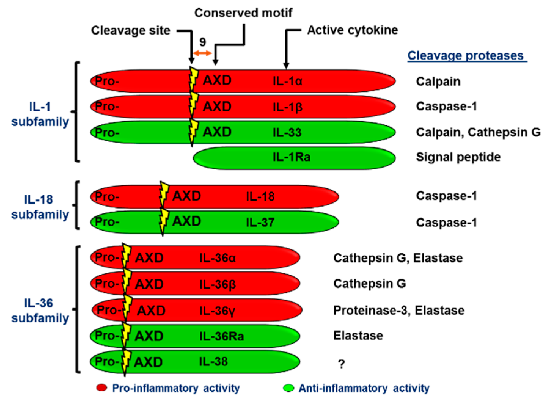 Ijms 20 01649 g001 Ijms 20 01649 g001