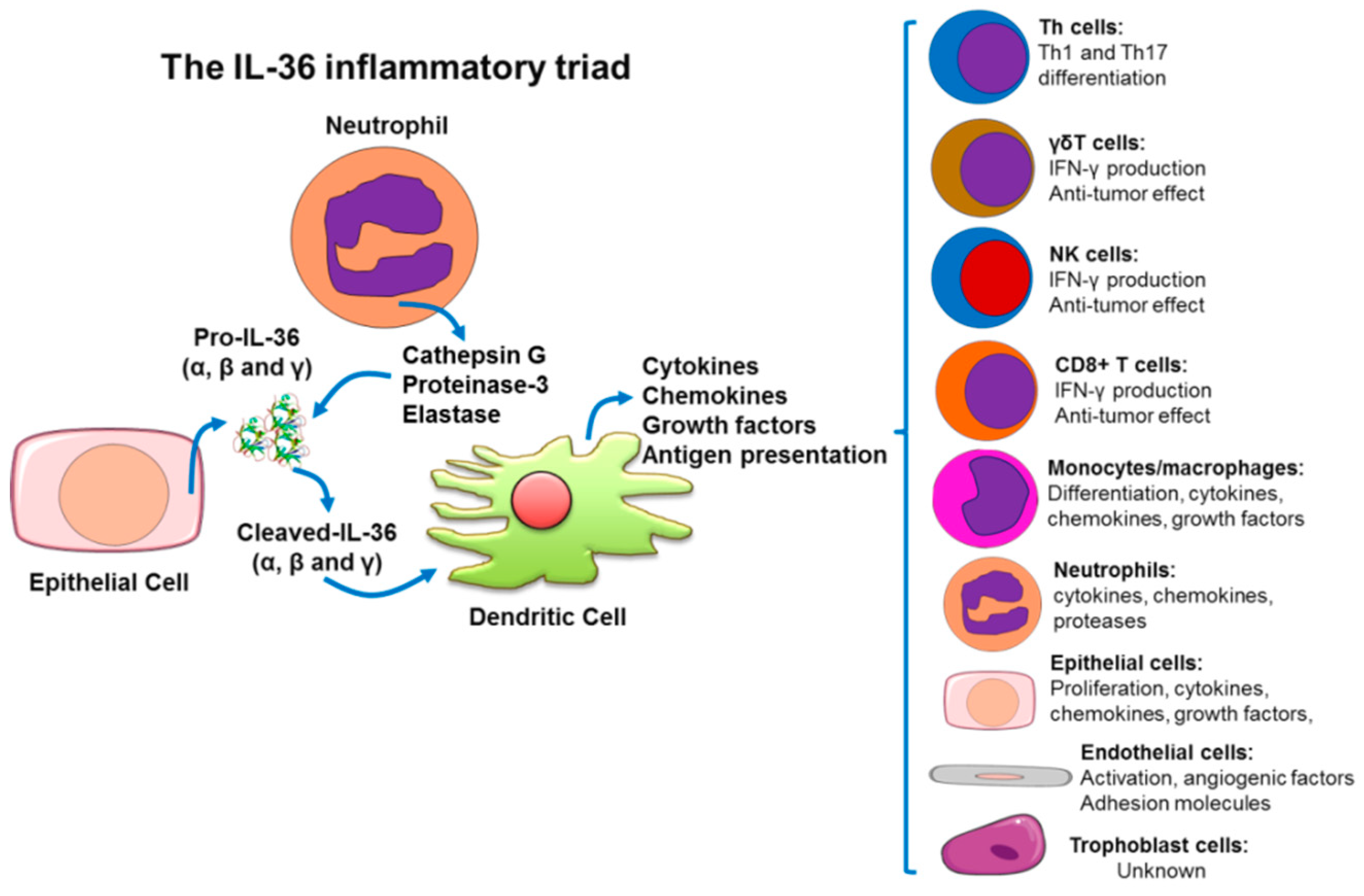 Ijms 20 01649 g003 Ijms 20 01649 g003