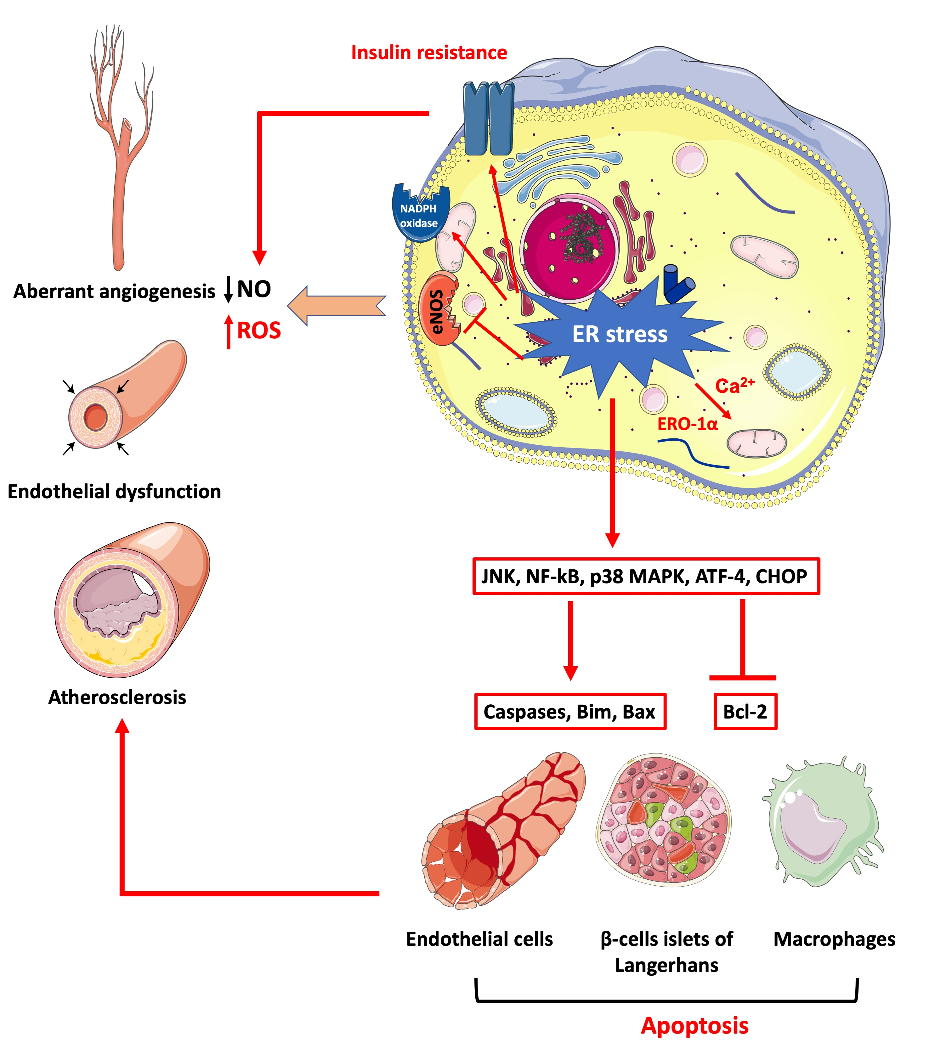IJMS | Free Full-Text | Endoplasmic Reticulum Stress: A Critical