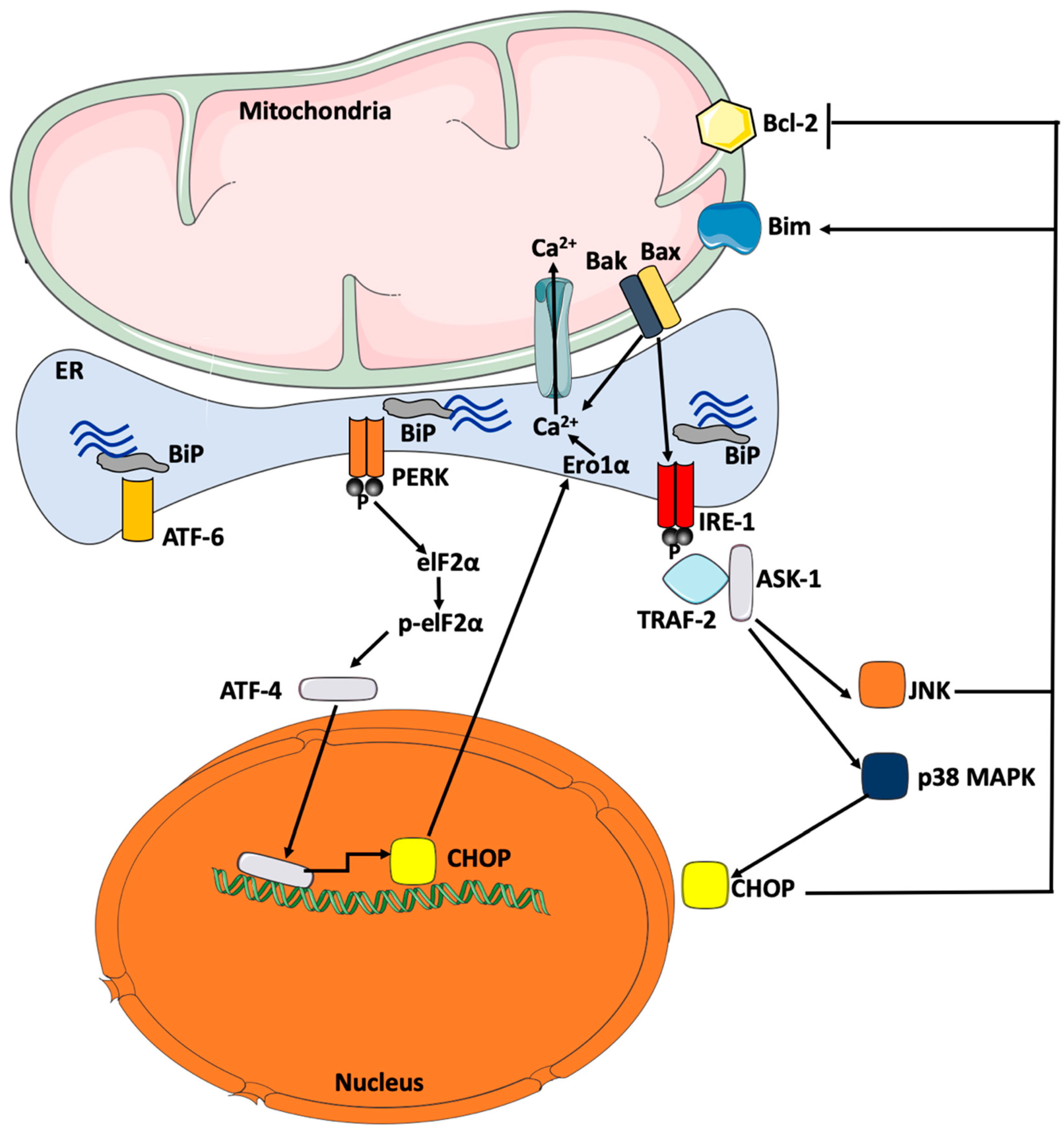 IJMS | Free Full-Text | Endoplasmic Reticulum Stress: A Critical