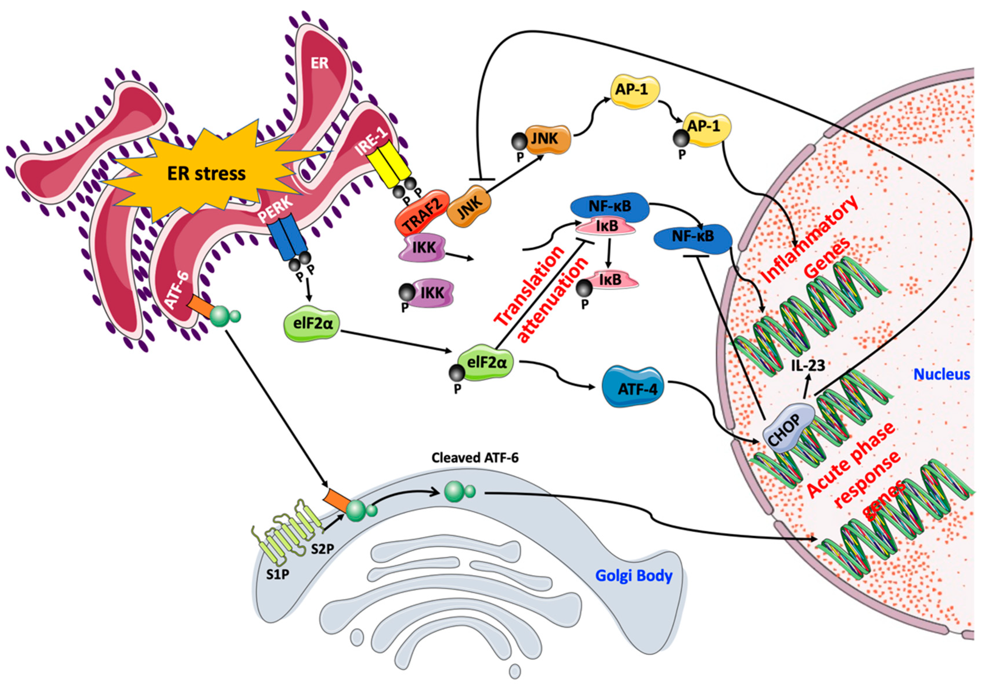 IJMS | Free Full-Text | Endoplasmic Reticulum Stress: A Critical