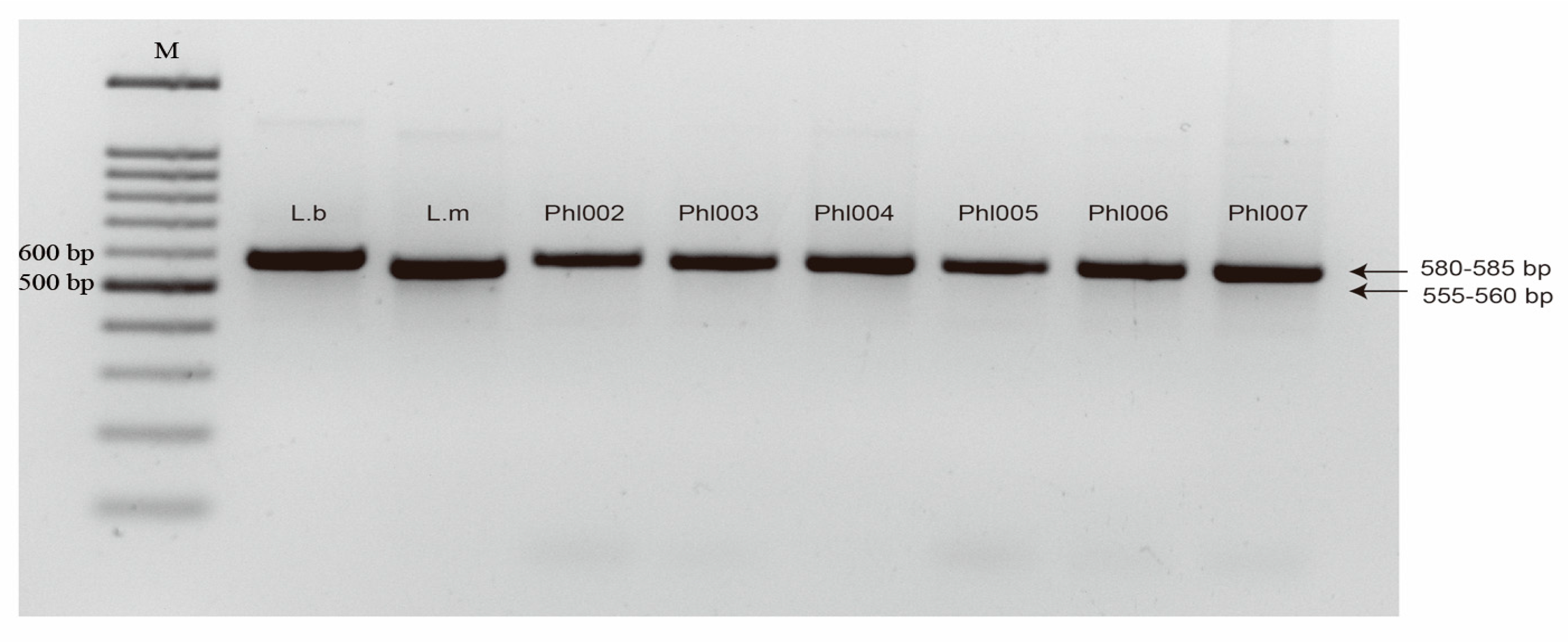 Ijms 20 01668 g002