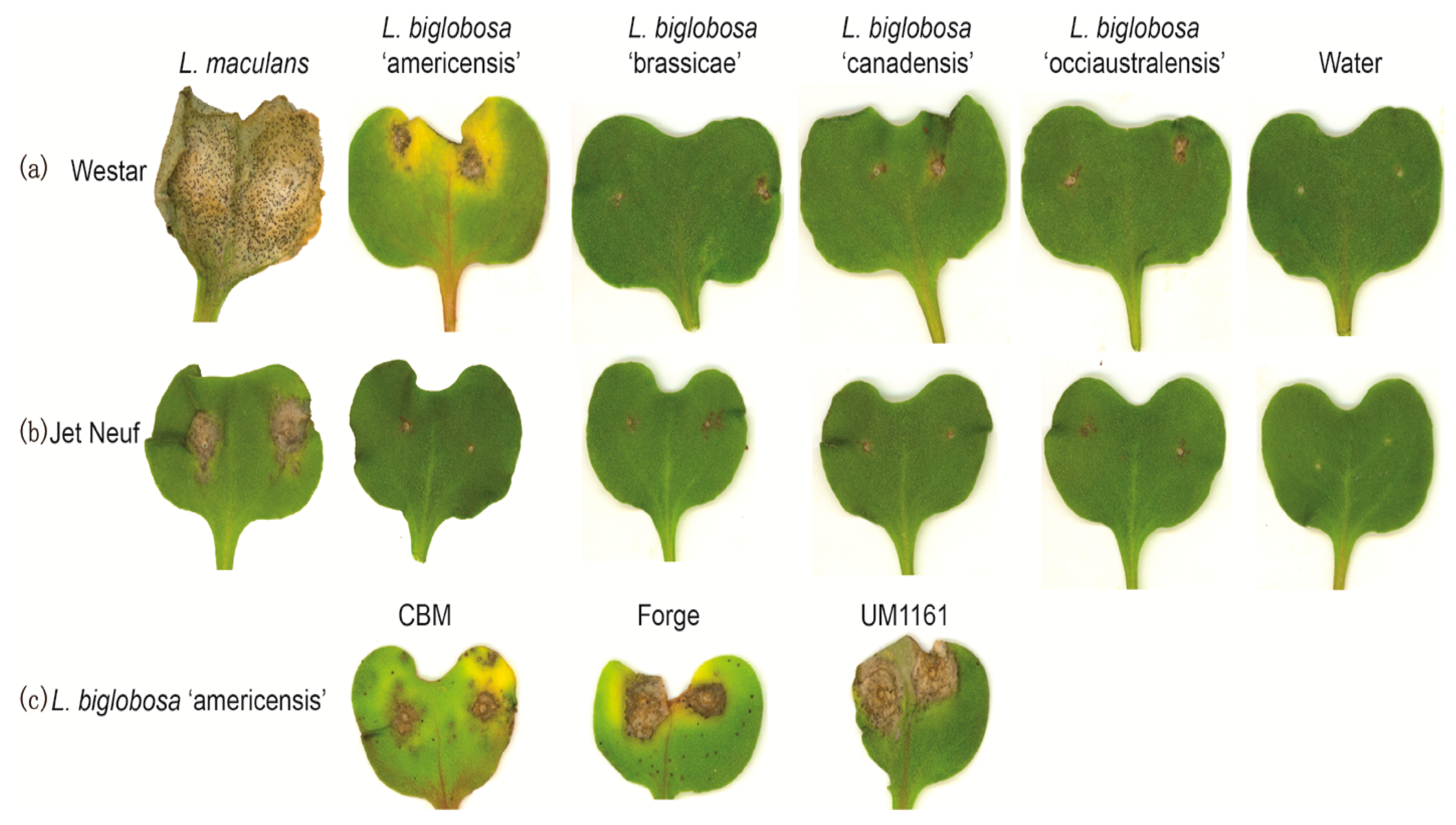 Ijms 20 01668 g004