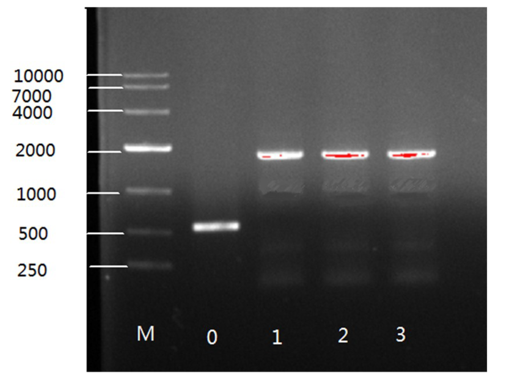 Ijms 20 01683 g002 Ijms 20 01683 g002